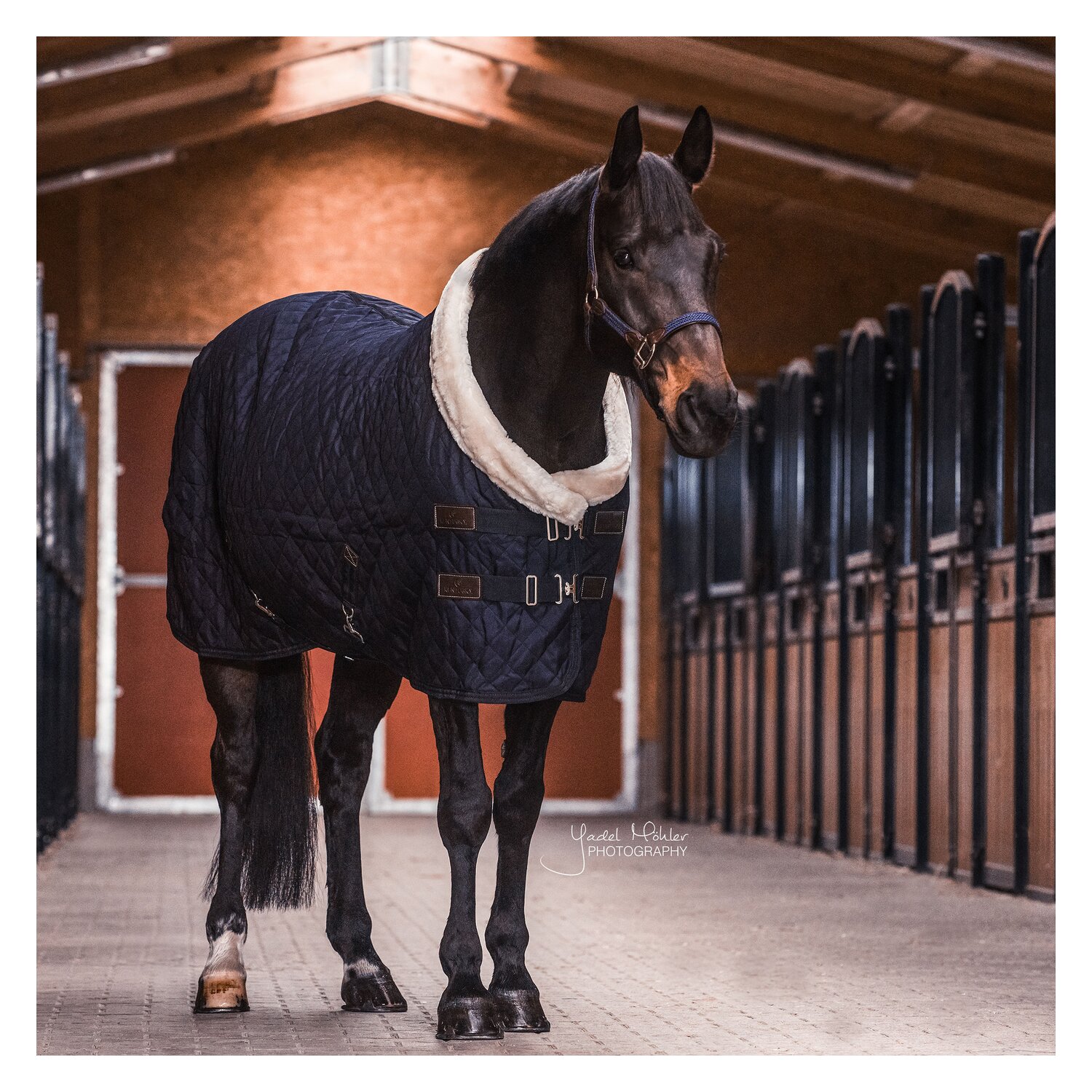 KENTUCKY Show Rug – Ansicht 3