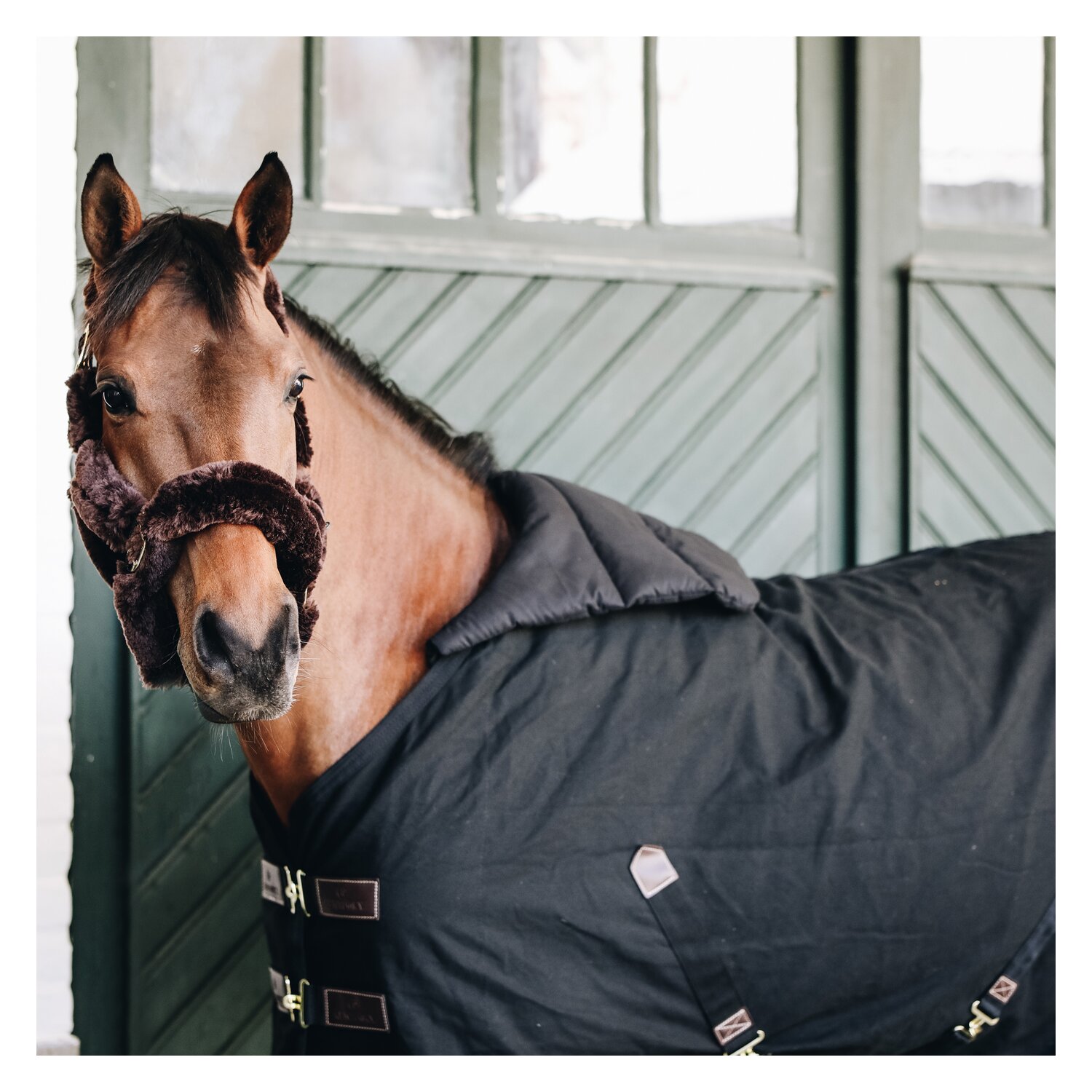 KENTUCKY Brustschutz Horse BIB – Ansicht 3