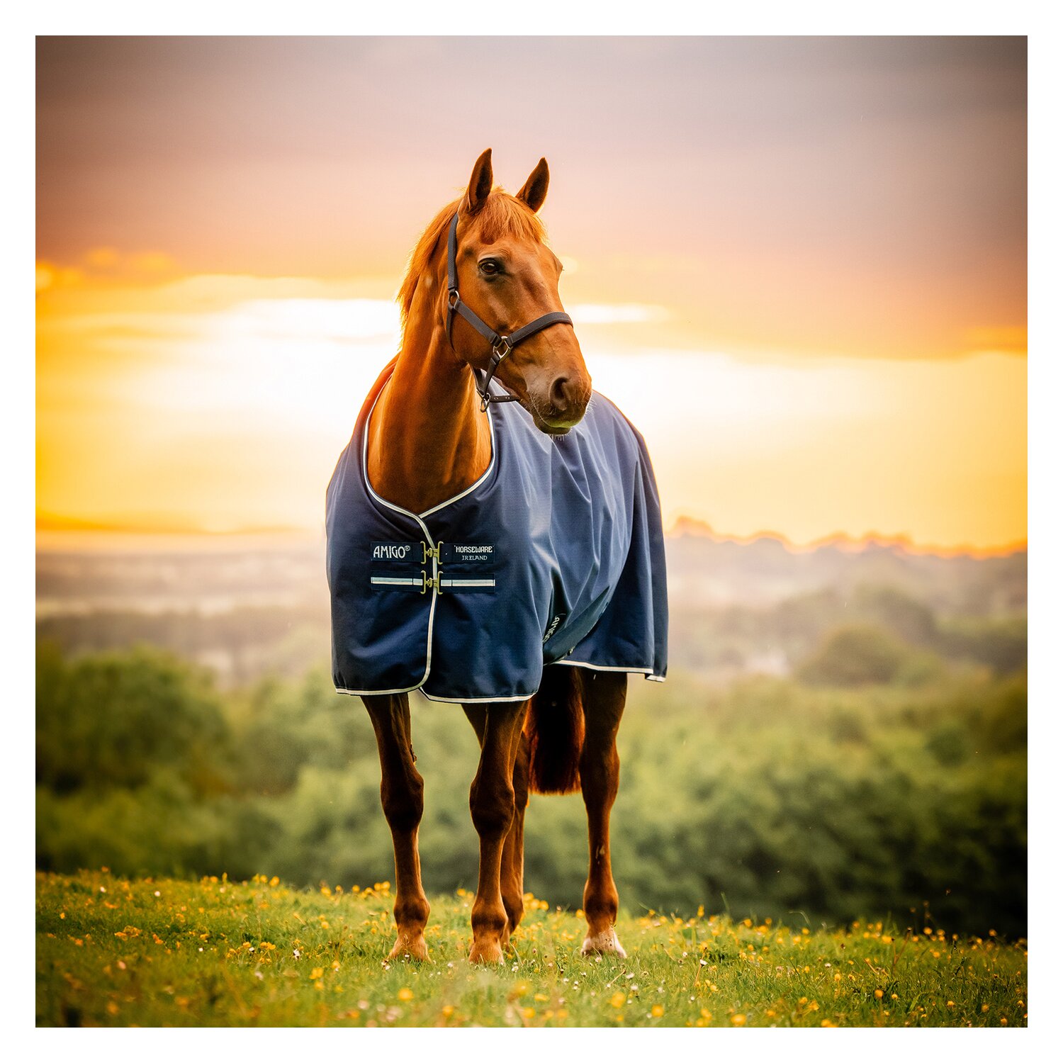 HORSEWARE Weidedecke AMIGO Ripstop 900 Denier, ohne Füllung – Ansicht 2