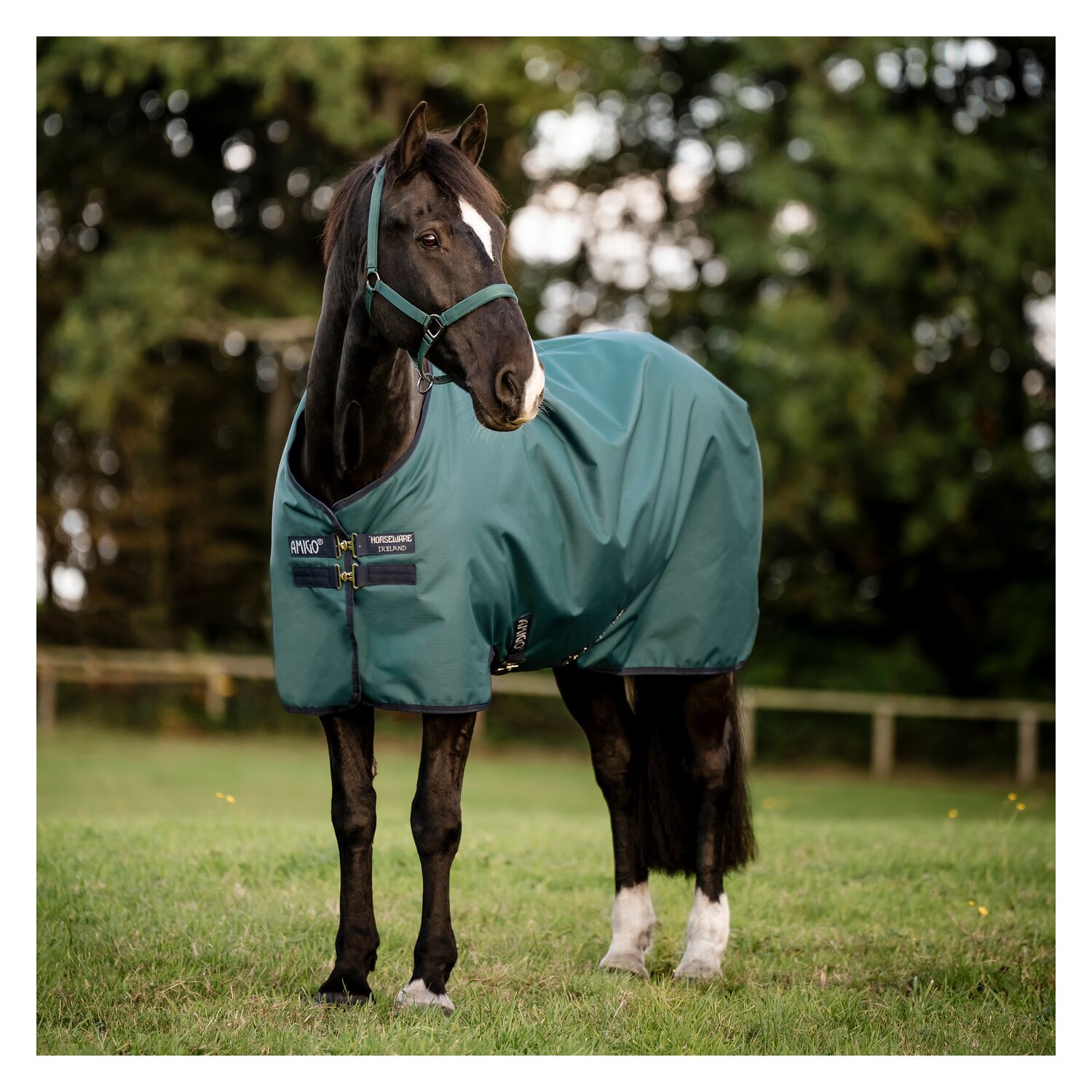 HORSEWARE Weidedecke AMIGO Ripstop 900 D Turnout, 200 g – Ansicht 2