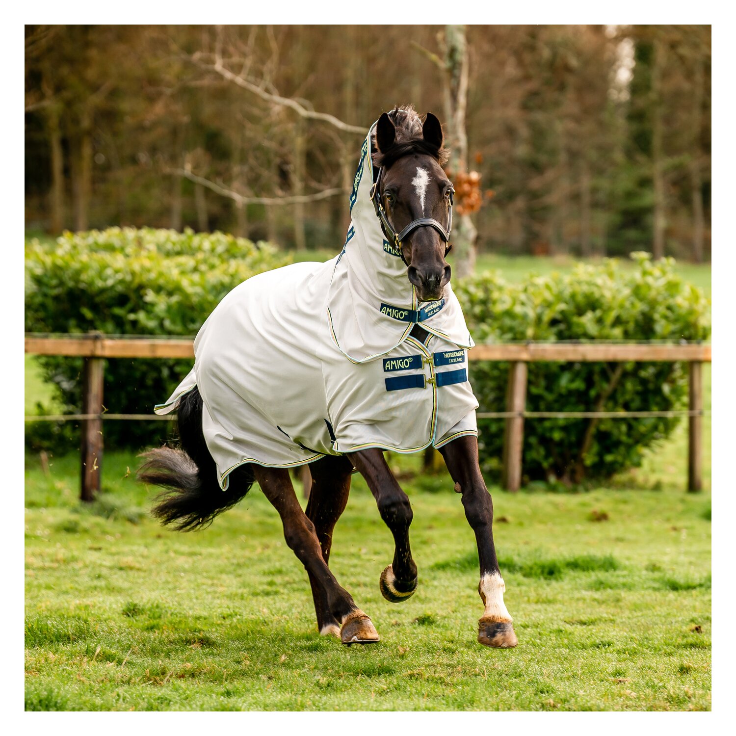 HORSEWARE Fliegendecke AMIGO Bug Rug – Ansicht 8