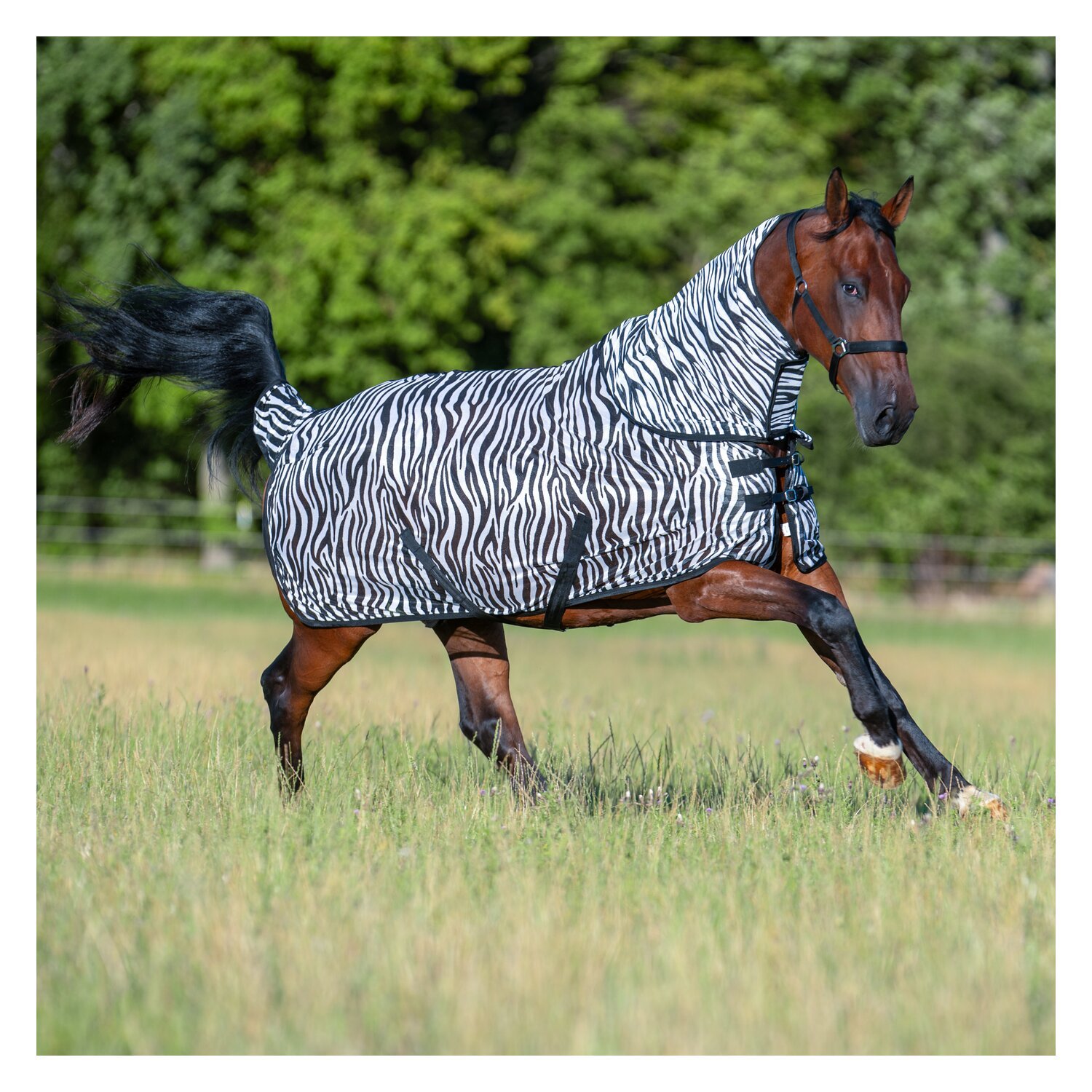 Horse-friends Fliegendecke Wildlife III – Ansicht 1