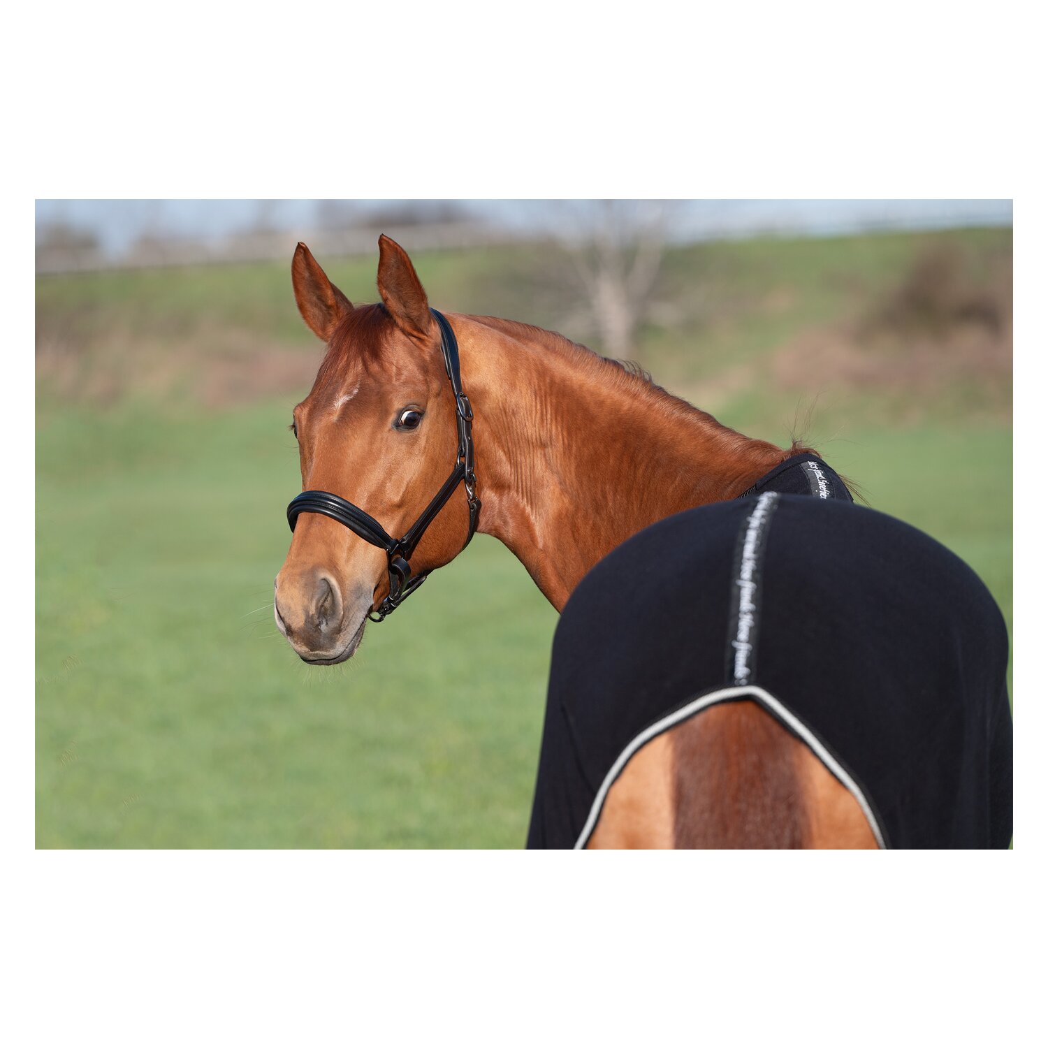 Horse-friends Abschwitzdecke Wakefield – Ansicht 2