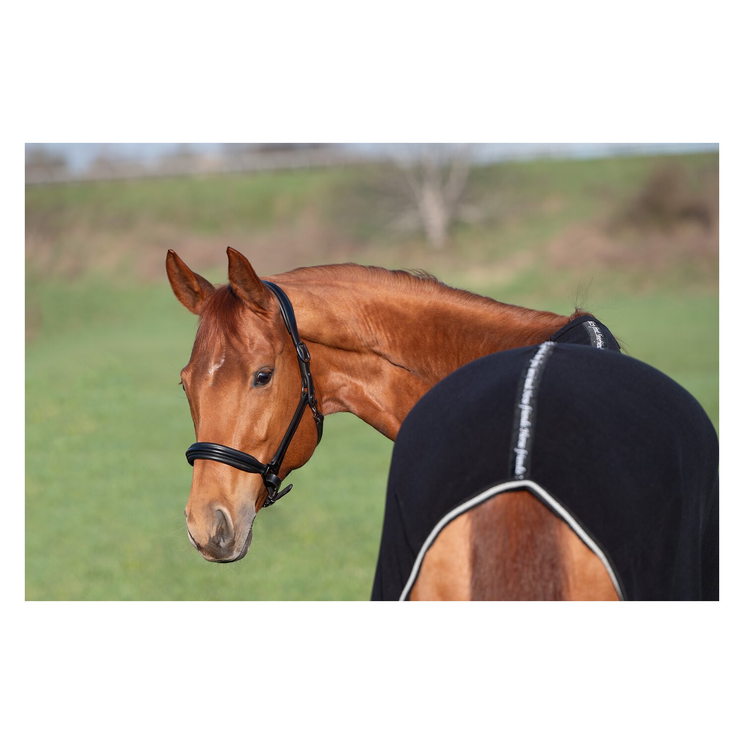 Horse-friends Abschwitzdecke Wakefield – Ansicht 3