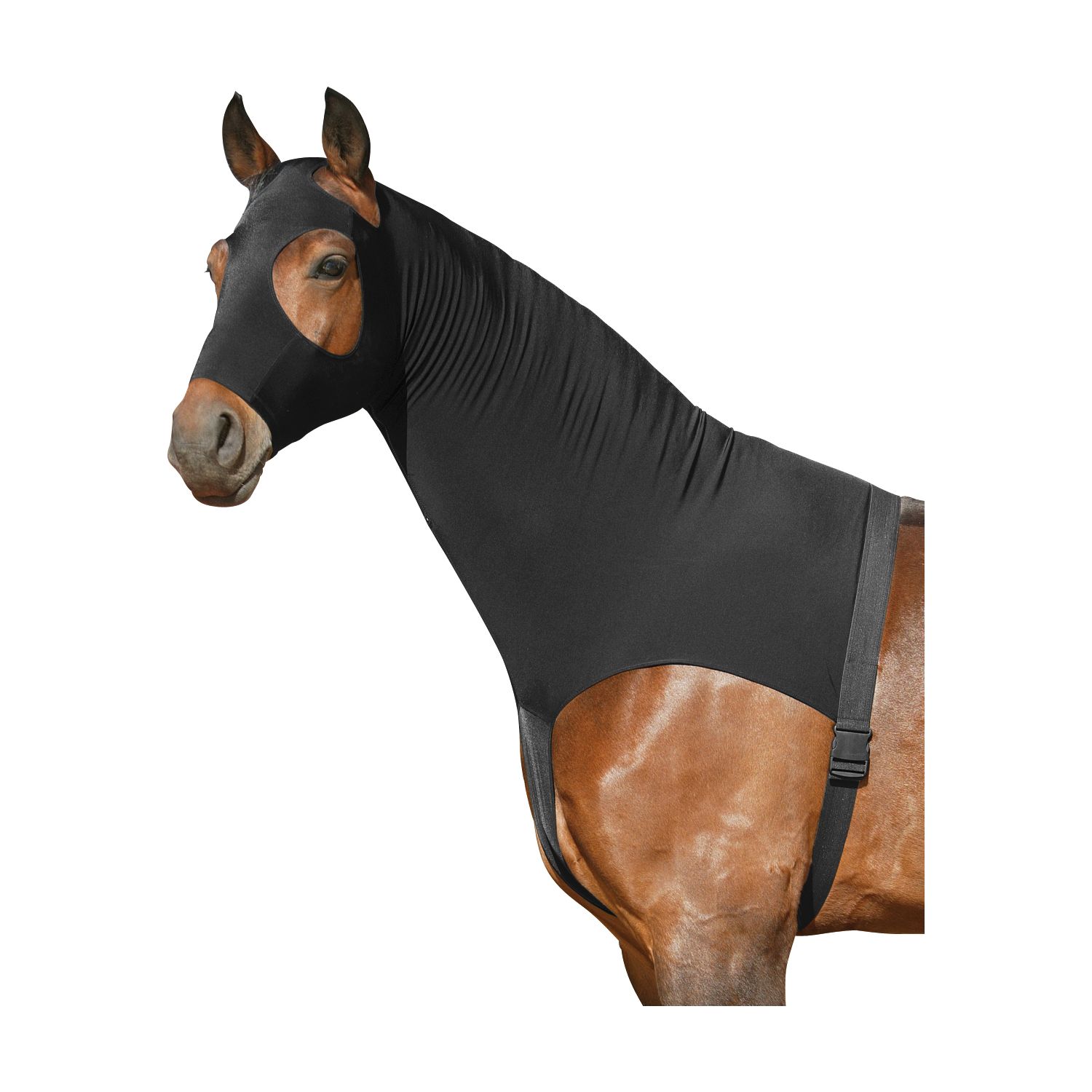 Horse-friends Sleezy – Ansicht 1