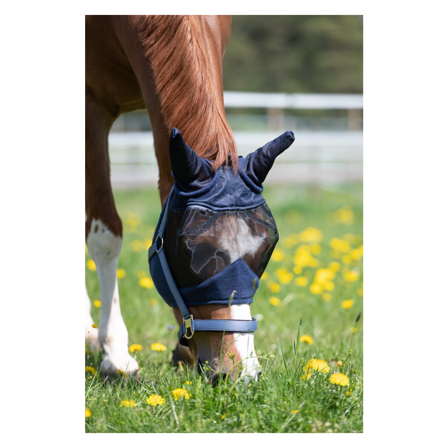 Horse-friends Fliegenmaske Buzz Protect – Ansicht 2
