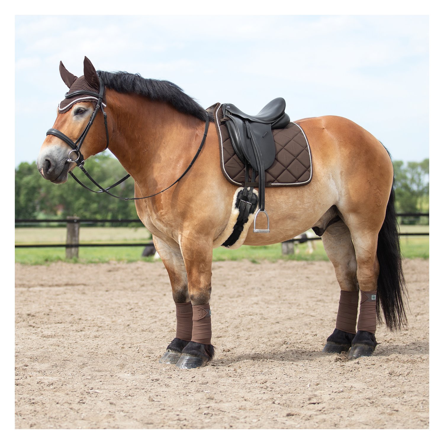 Horse-friends Schabracke Verona XL – Ansicht 2