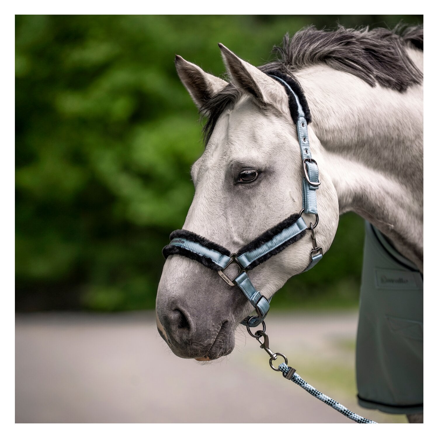 Cavallo Halfter CAVALJERO &ndash; Ansicht 4