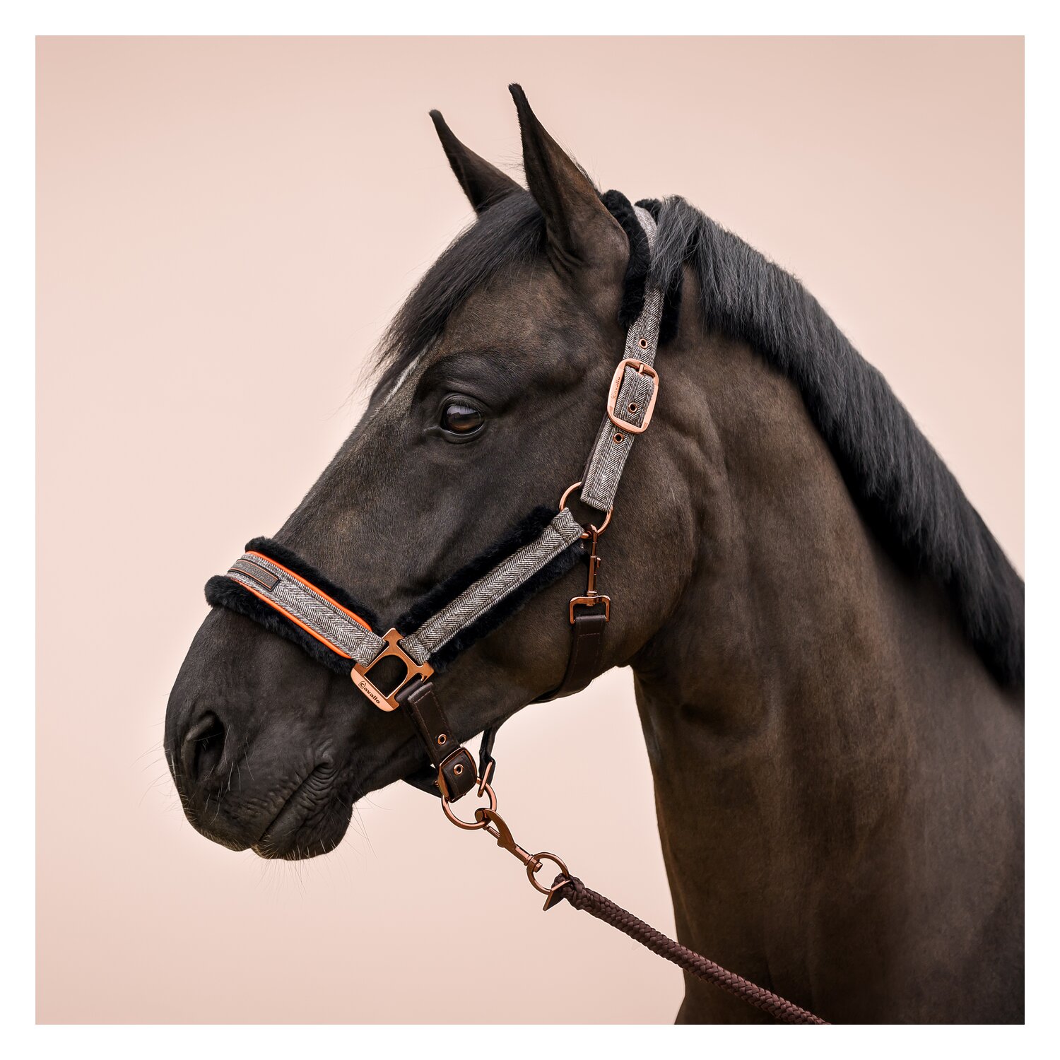 Cavallo Halfter CAVALLILLY – Ansicht 3