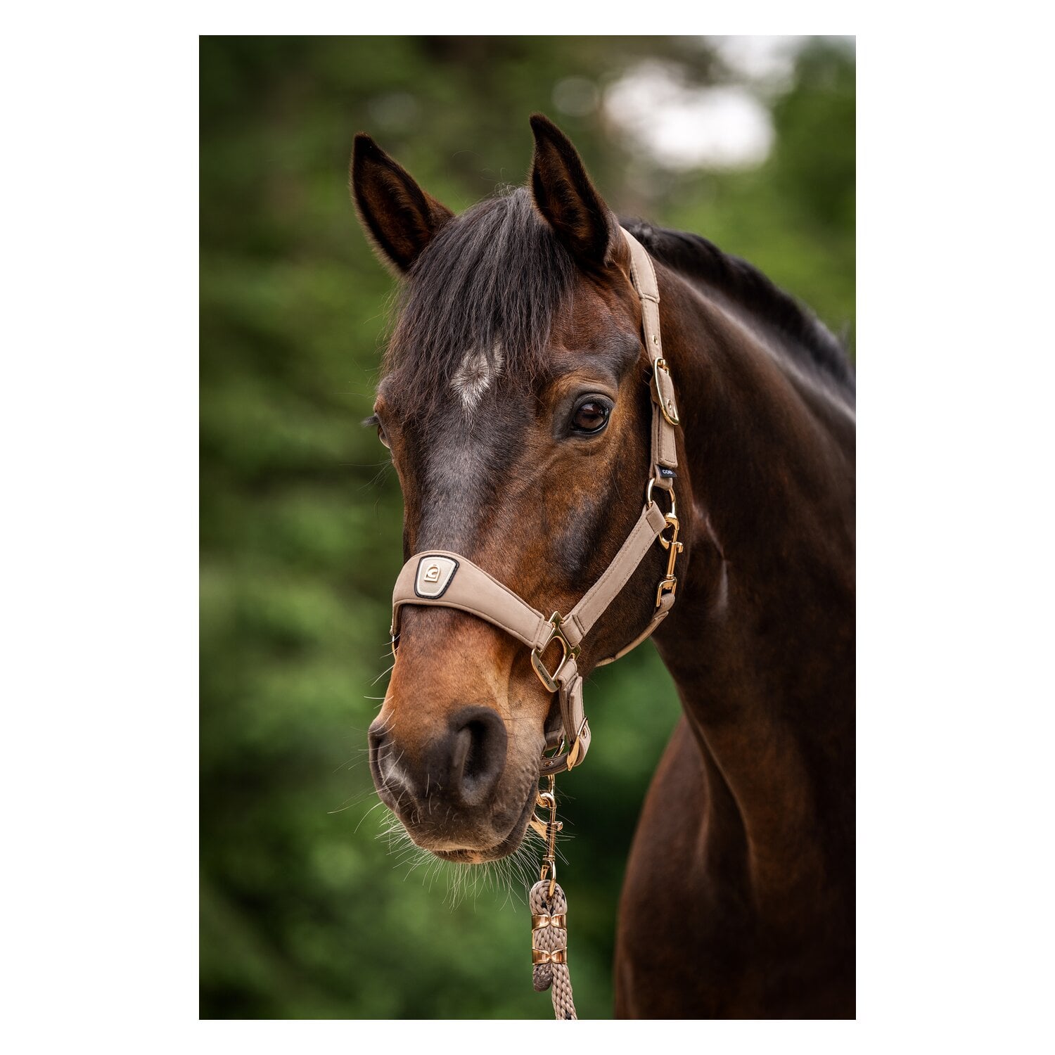 Cavallo Halfter CAVALPAWEL &ndash; Ansicht 3