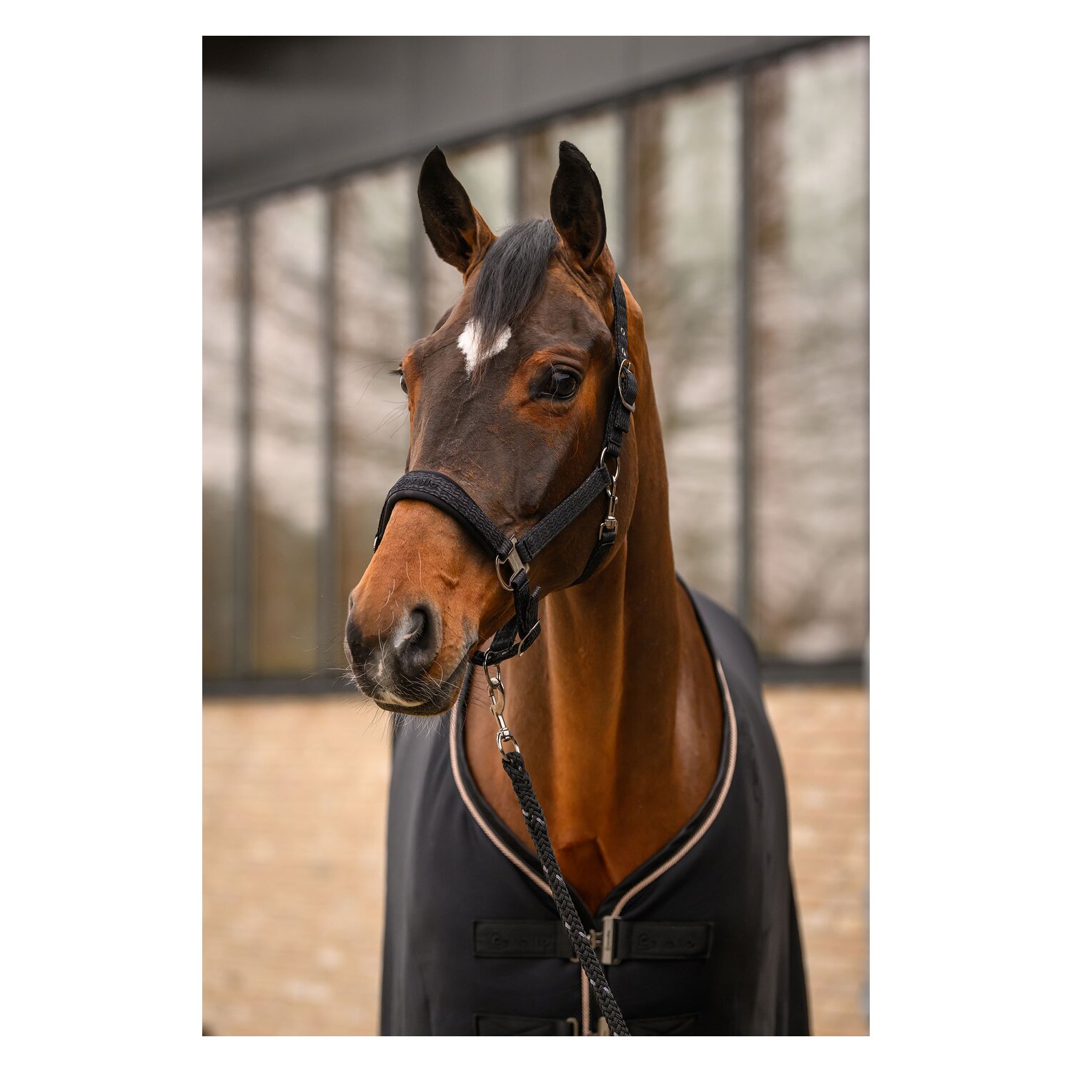 Cavallo Führstrick mit Karabinerhaken CAVALREY &ndash; Ansicht 5