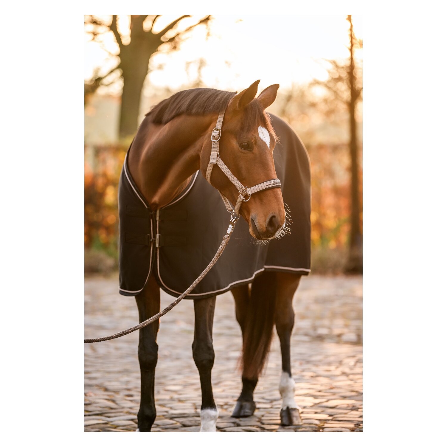 Cavallo Halfter CAVALROSE &ndash; Ansicht 8
