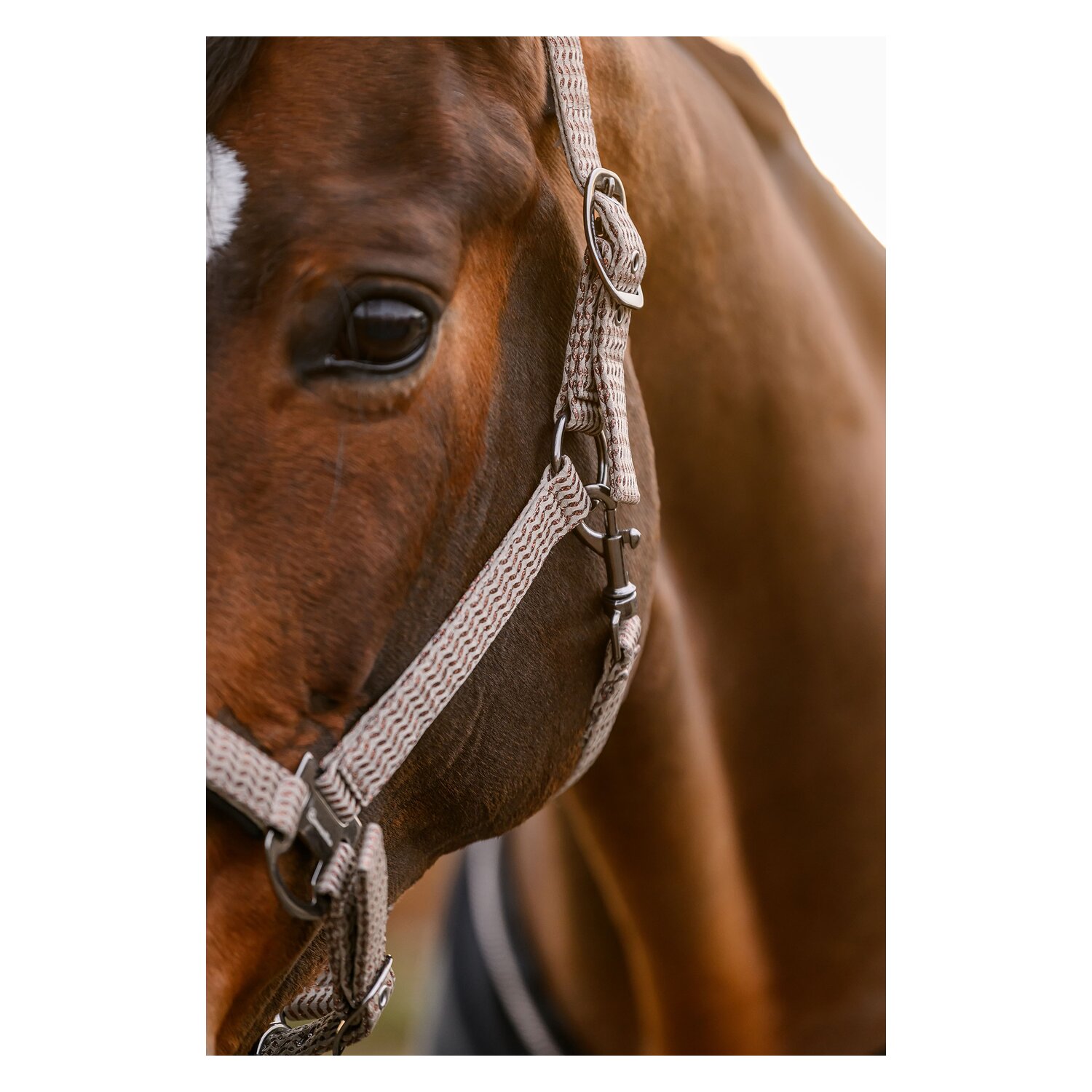 Cavallo Halfter CAVALROSE &ndash; Ansicht 5