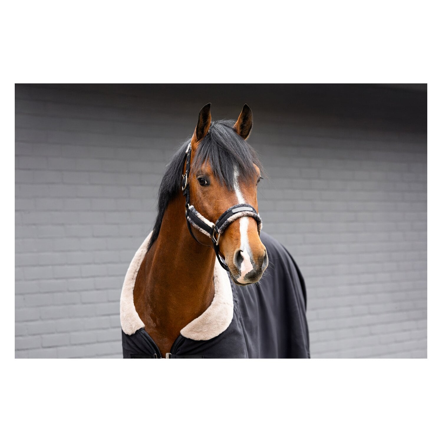 Cavallo Halfter CAVALLAVI &ndash; Ansicht 3