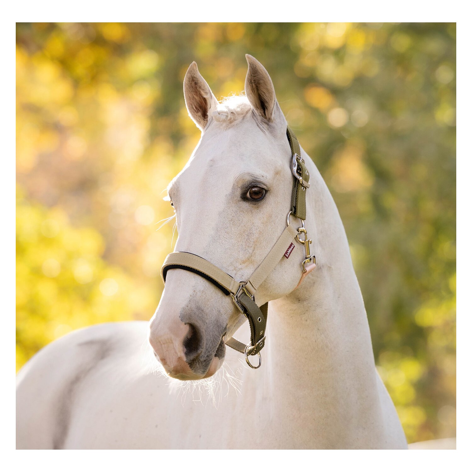 LeMieux Halfter Heritage Headcollar &ndash; Ansicht 2