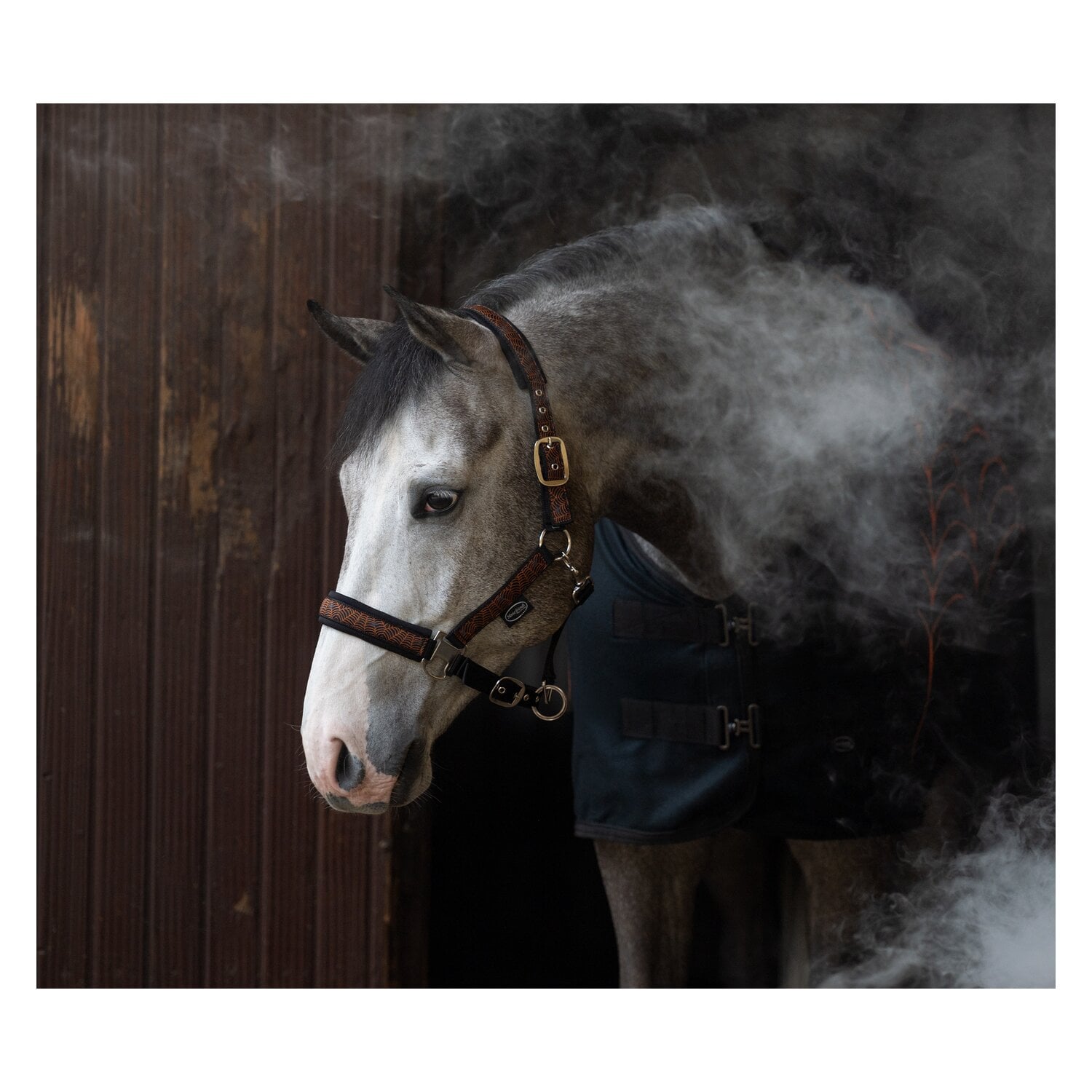 Horse-friends Halfter Halloween &ndash; Ansicht 2