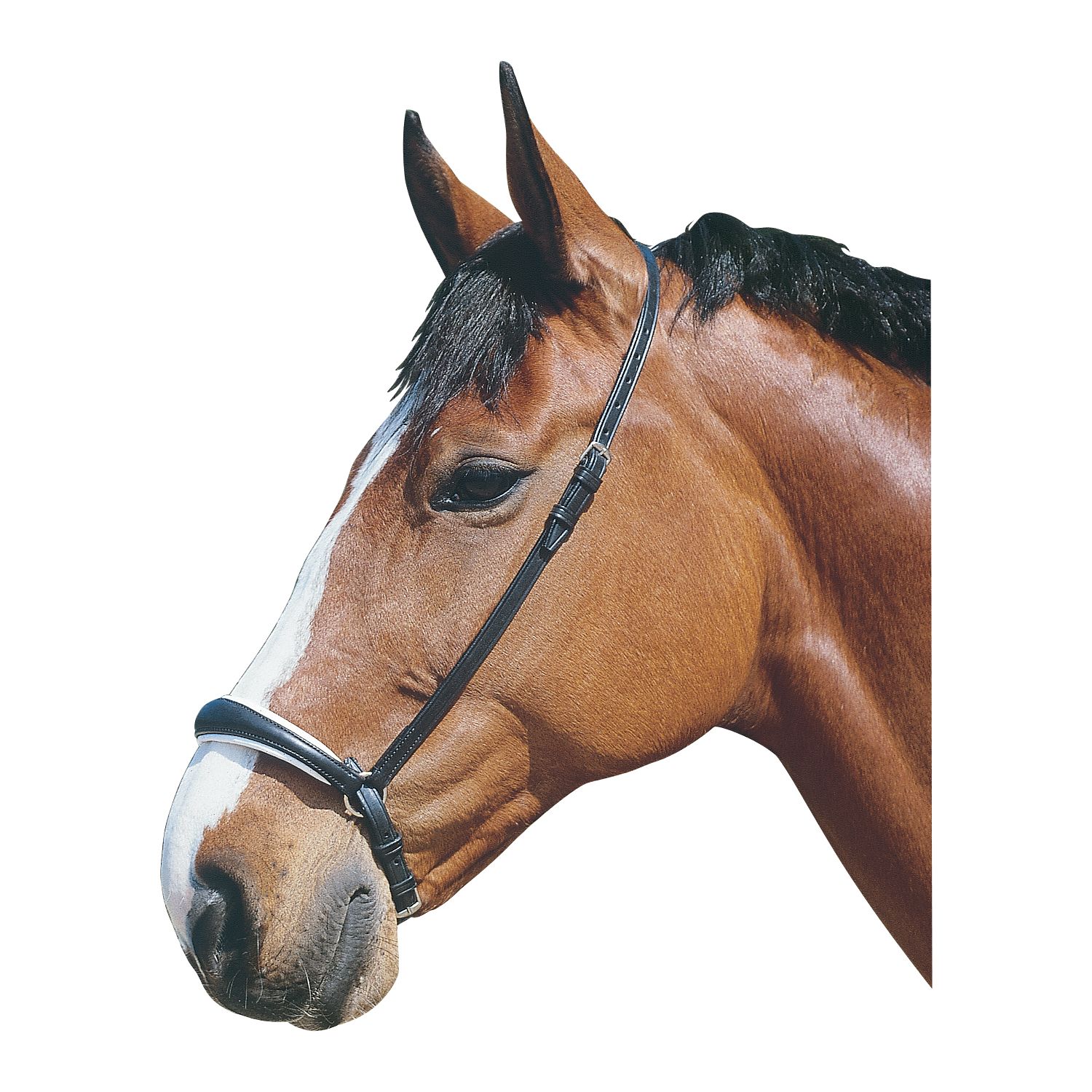 Hannoversches Reithalfter – Ansicht 1