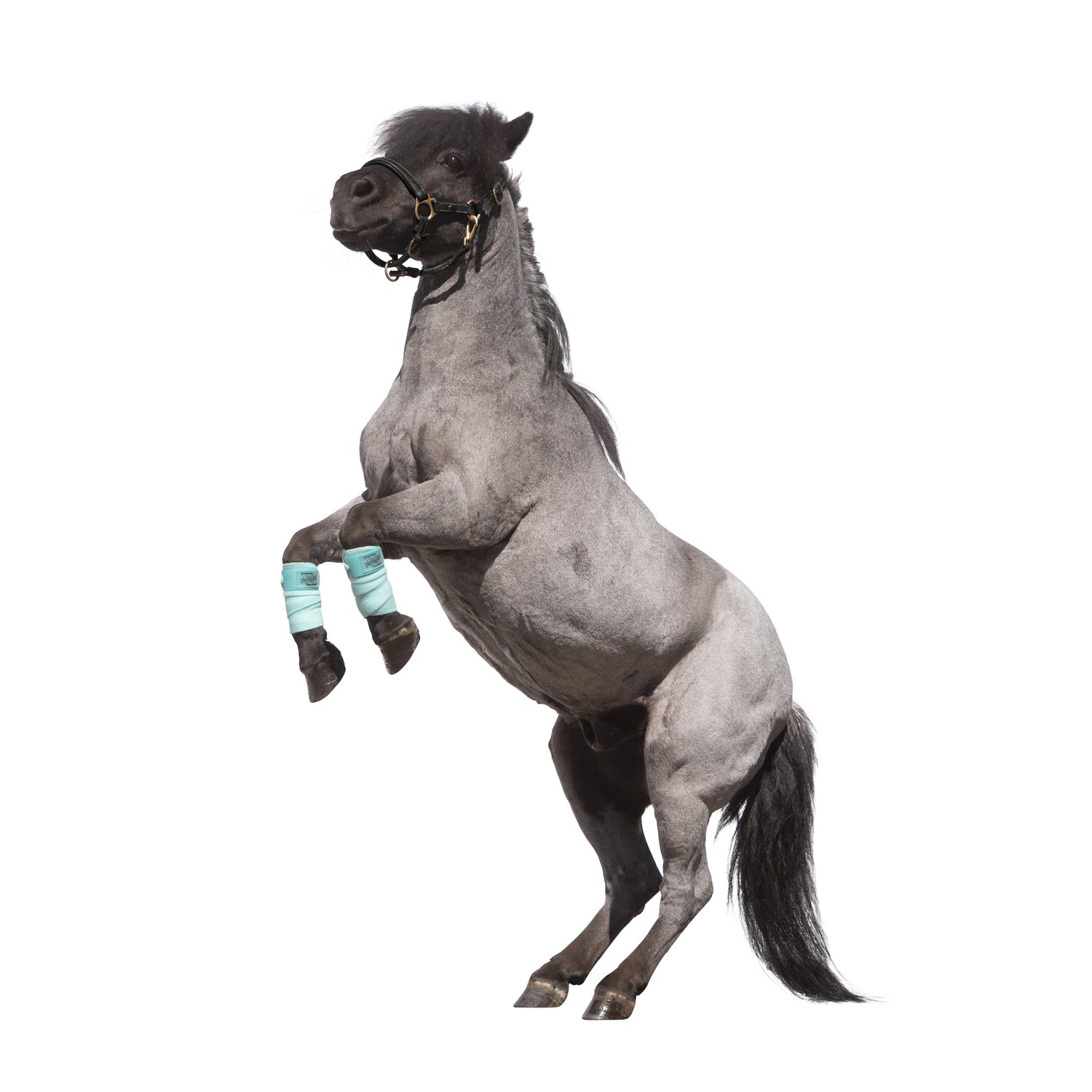 PROTECT by Horse-friends Bandagen, für Minishettys und Shetty – Ansicht 2