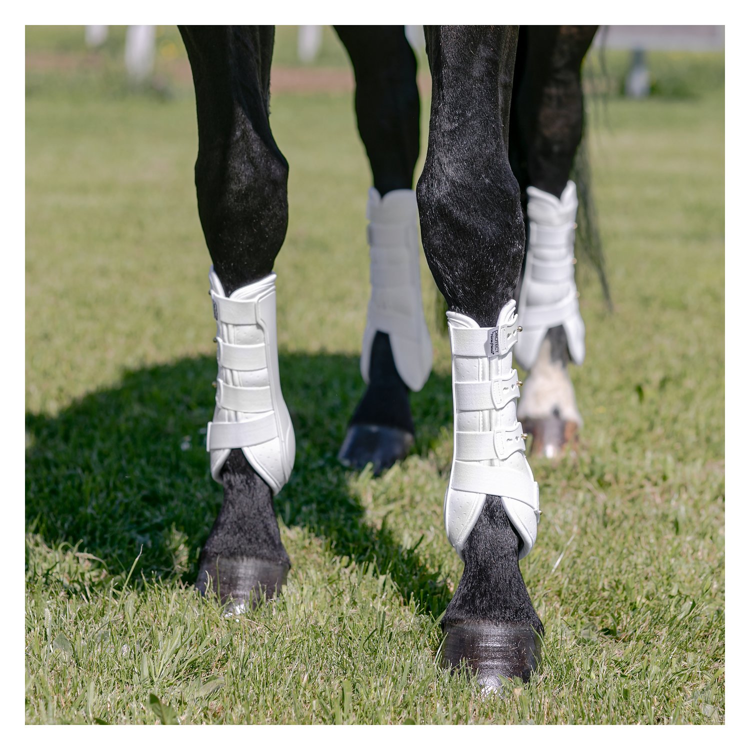 PROTECT by Horse-friends Dressurgamaschen Amadora V, vorne – Ansicht 2