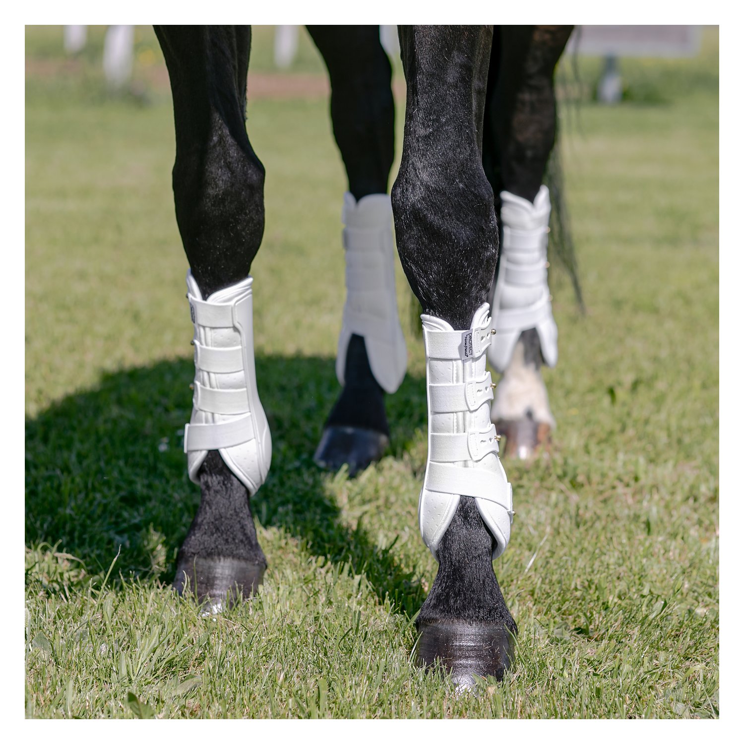 PROTECT by Horse-friends Dressurgamaschen Amadora H, hinten – Ansicht 2