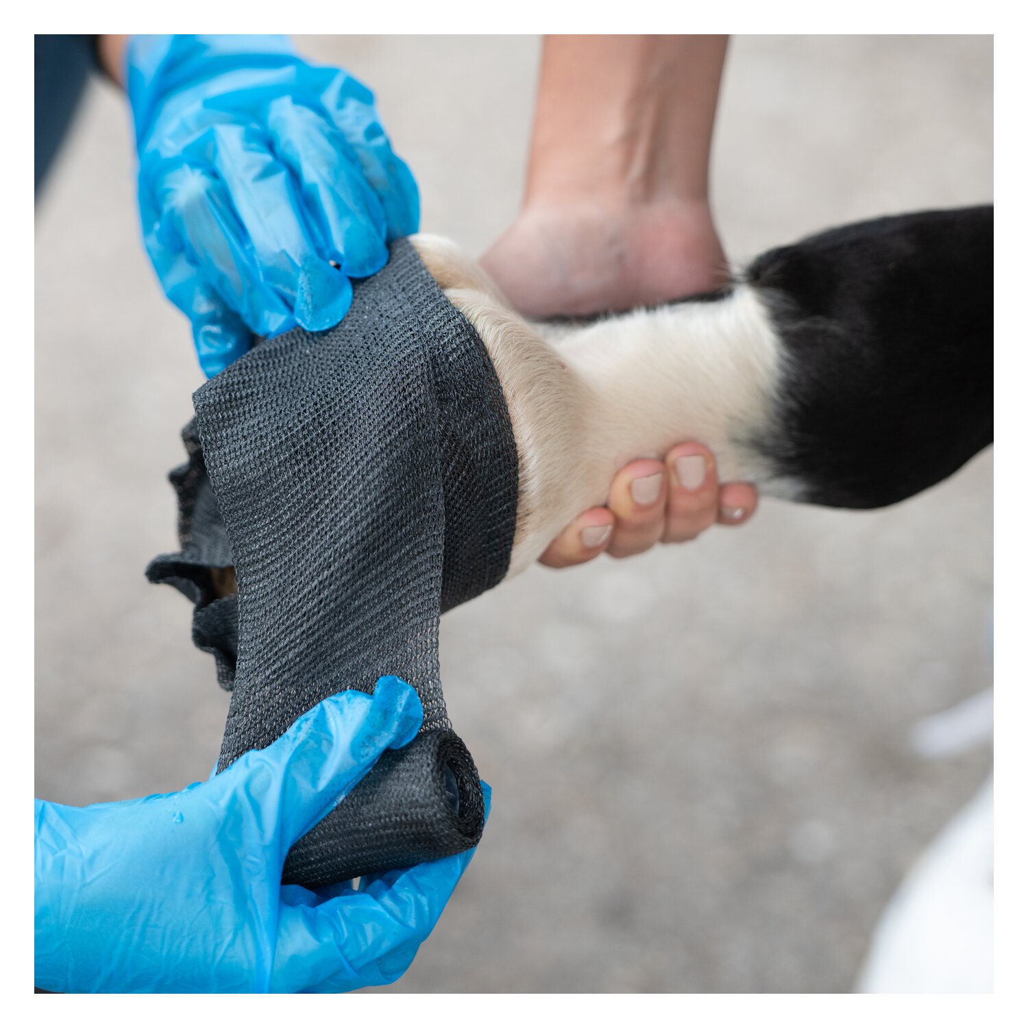 KERBL TechnoCast Cast- und Stützverband – Ansicht 3