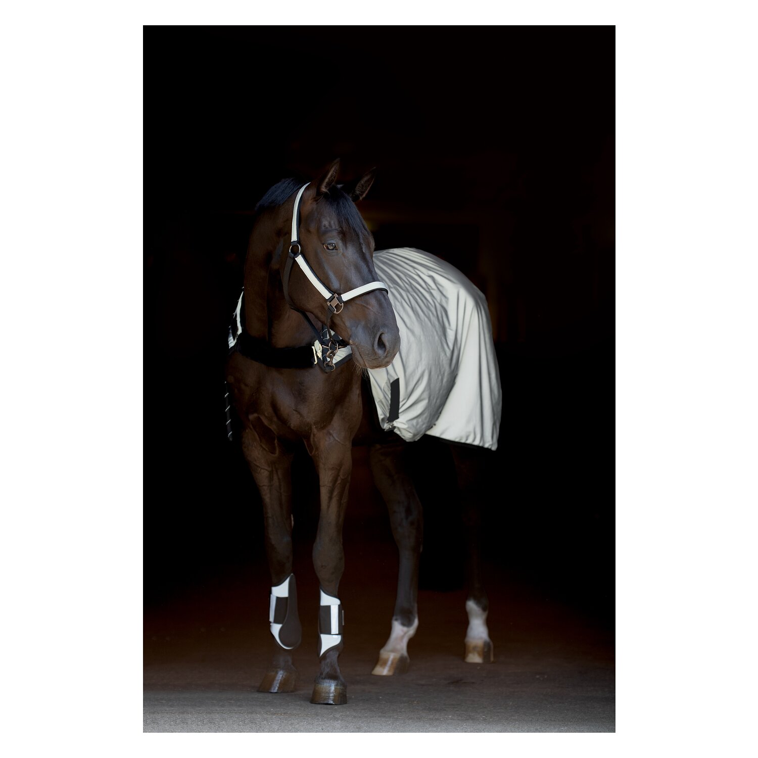 PROTECT by Horse-friends Halfter – Ansicht 6