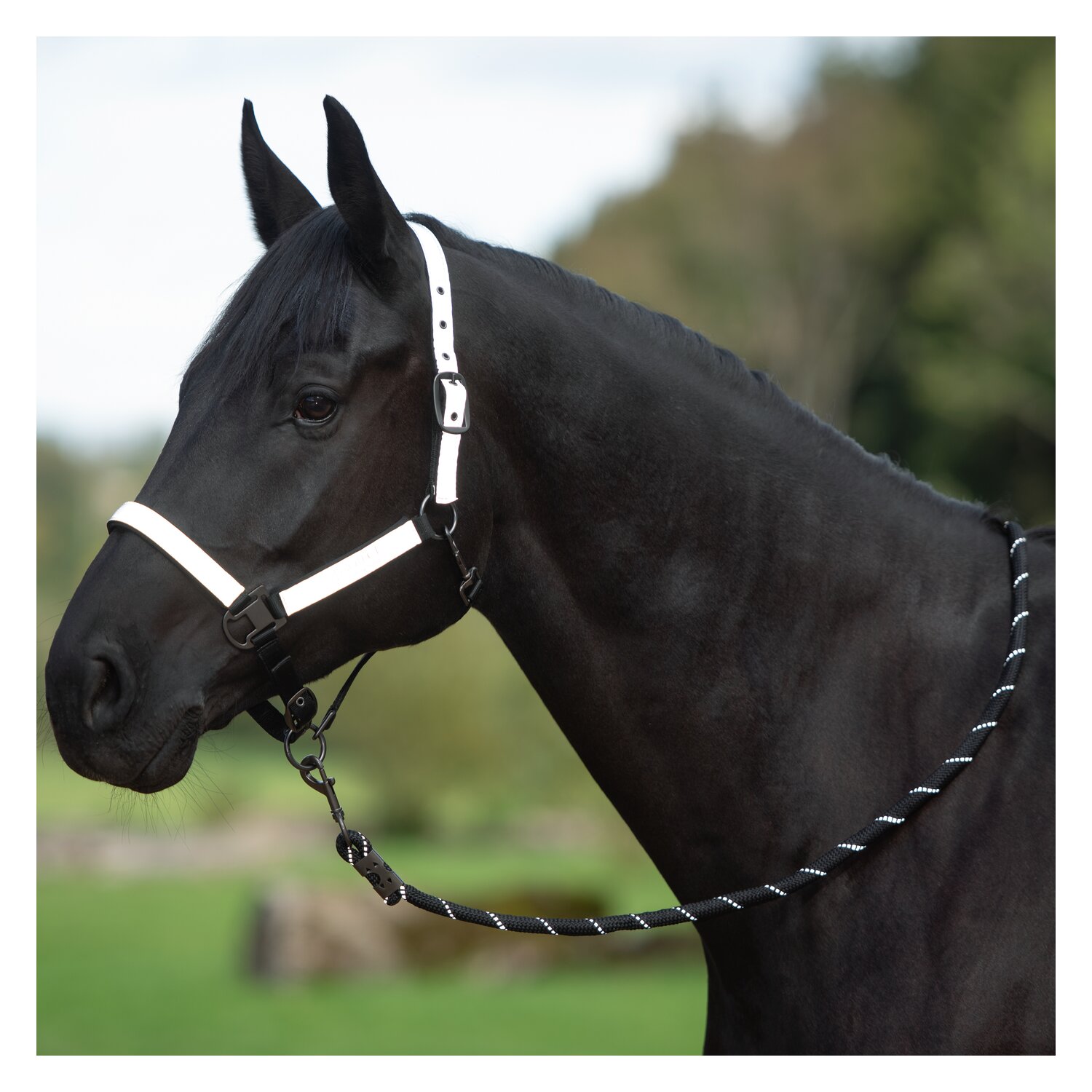 PROTECT by Horse-friends Halfter – Ansicht 3