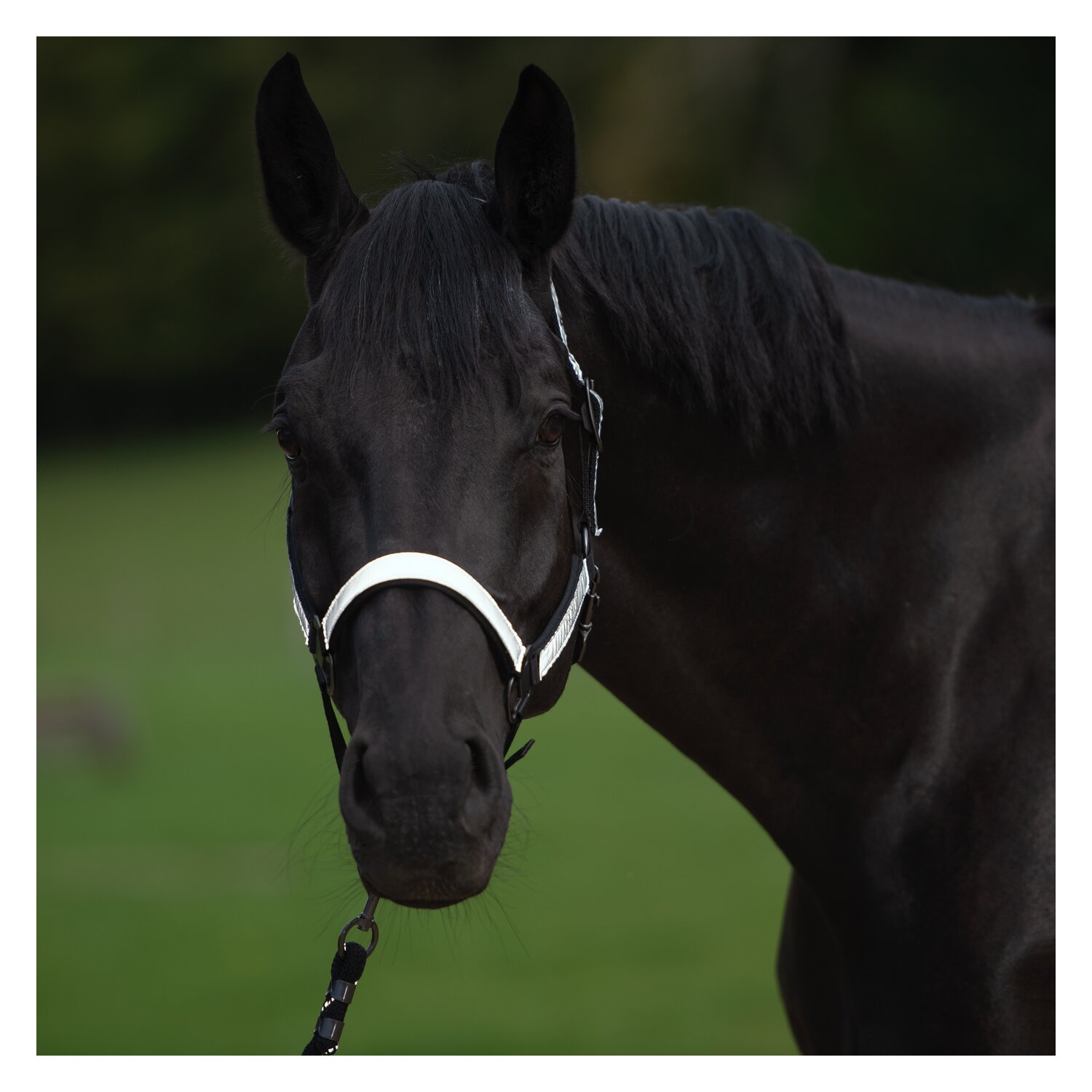 PROTECT by Horse-friends Halfter – Ansicht 4