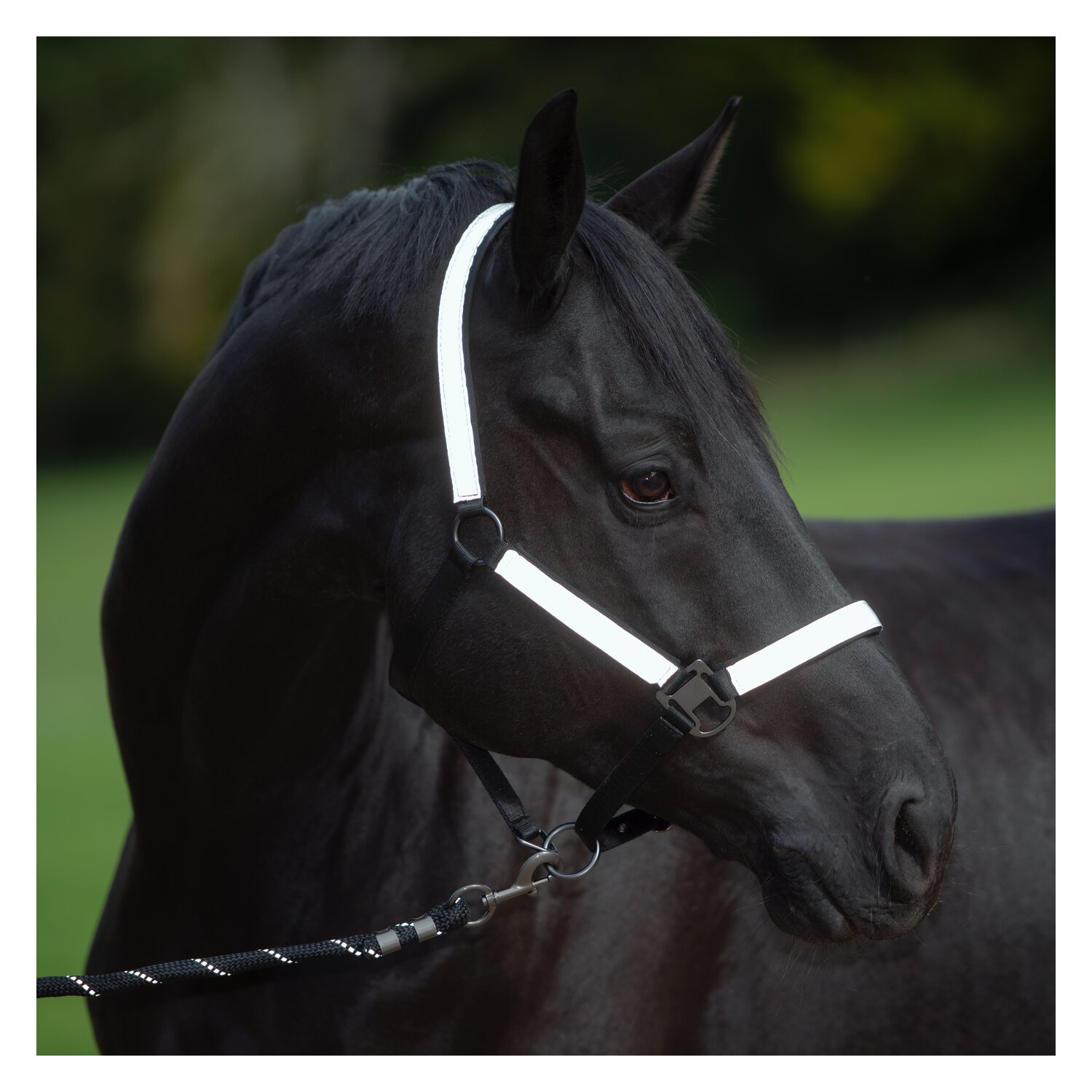 PROTECT by Horse-friends Halfter – Ansicht 2