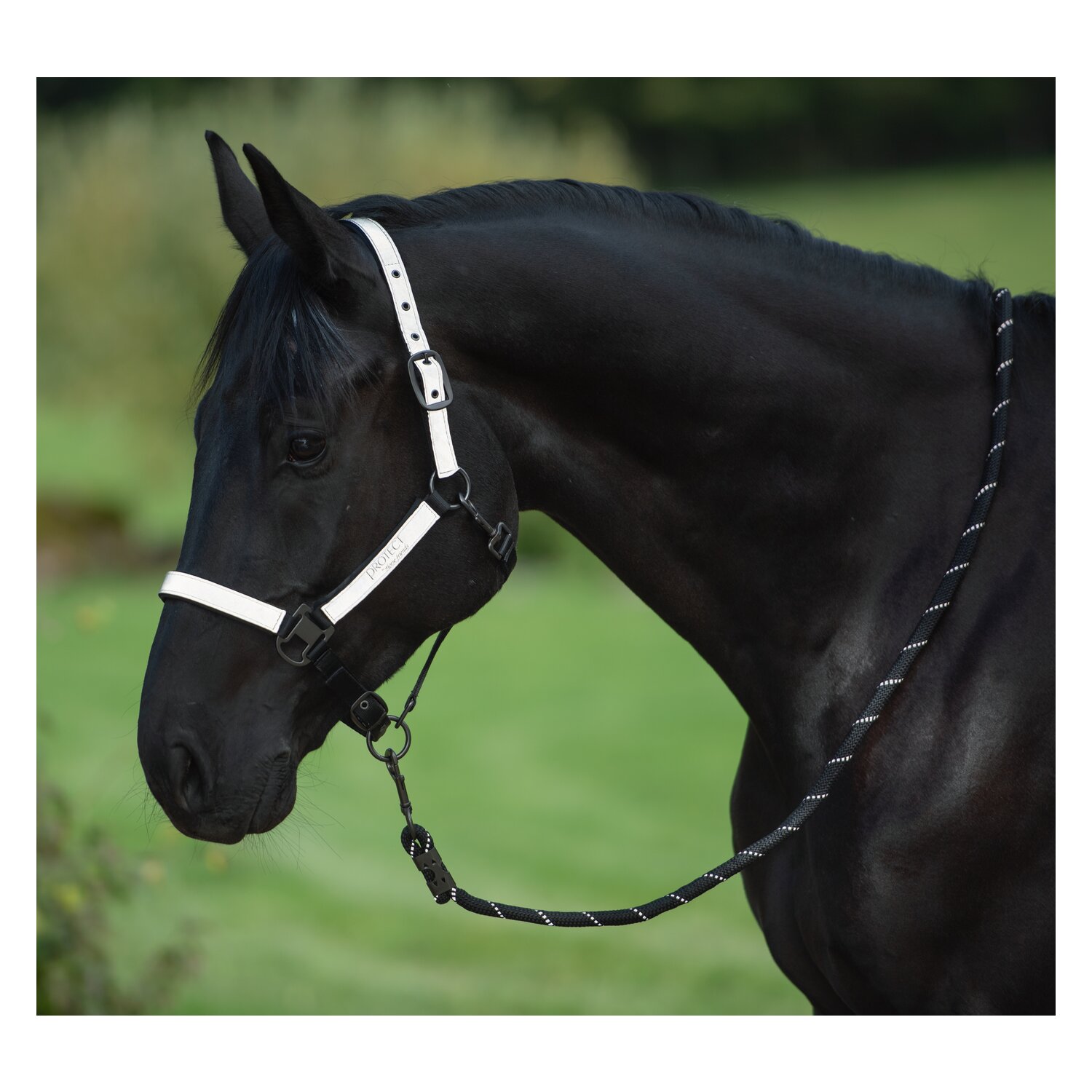 PROTECT by Horse-friends Halfter – Ansicht 1