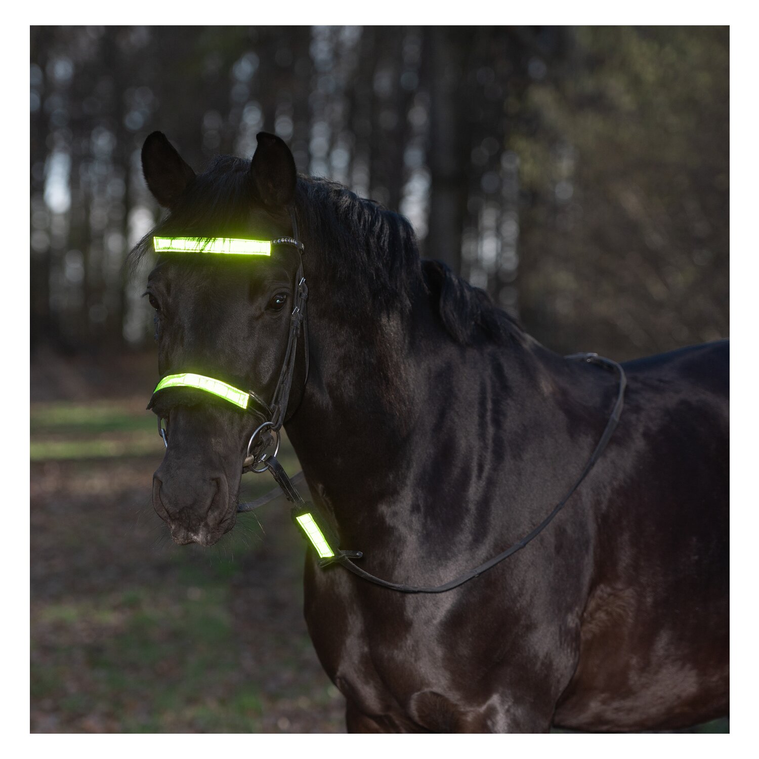 PROTECT by Horse-friends Reflex-Trensen-Set – Ansicht 2