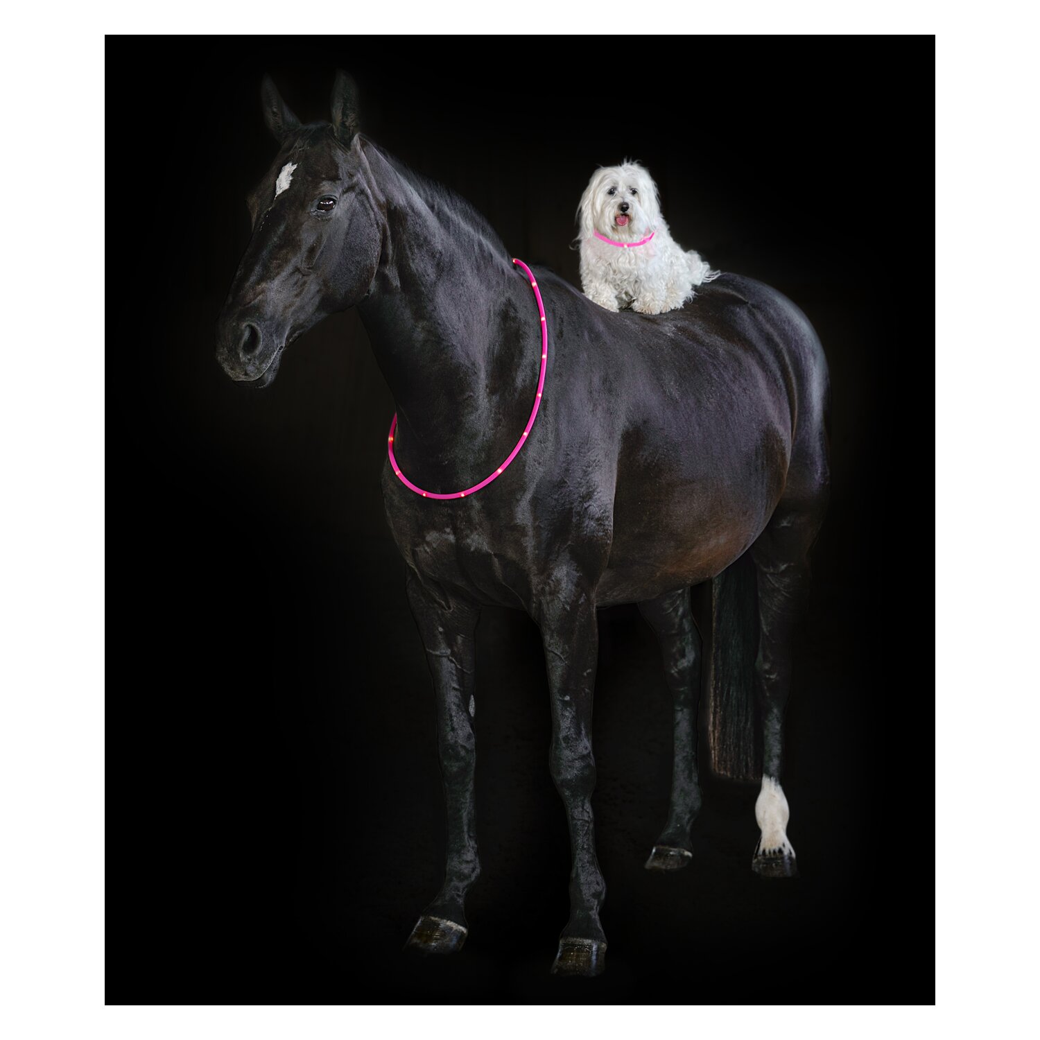PROTECT by Horse-friends LED-Halsriemen für Pferde – Ansicht 3