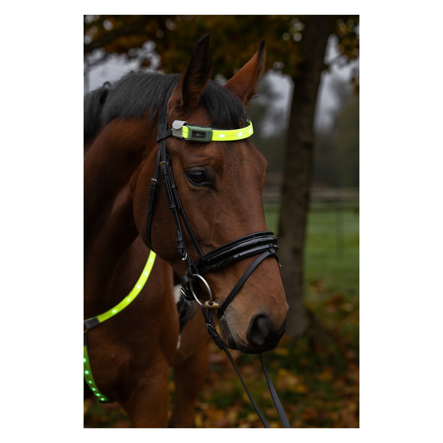 KERBL Stirnriemen LED – Ansicht 5