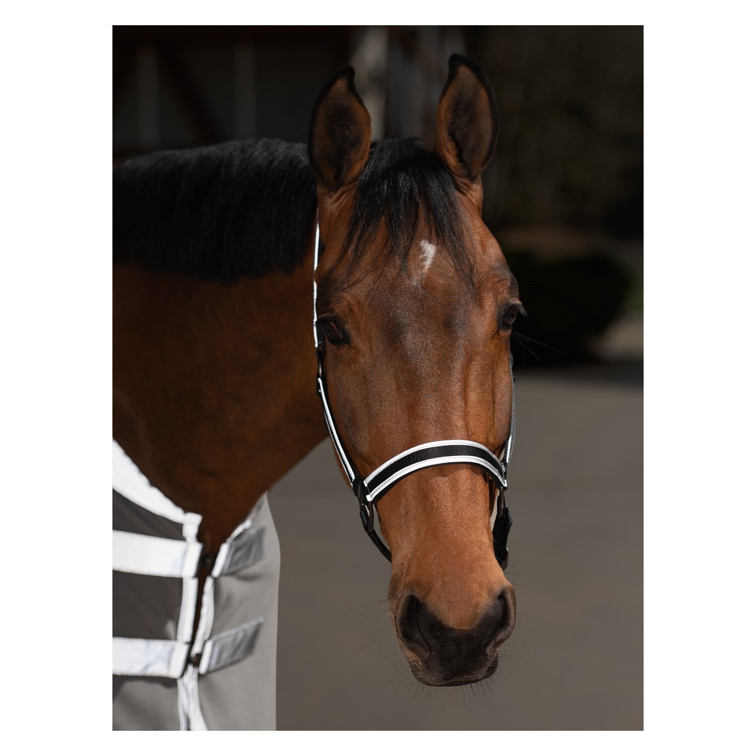 PROTECT by Horse-friends Reflektierendes Halfter &ndash; Ansicht 1