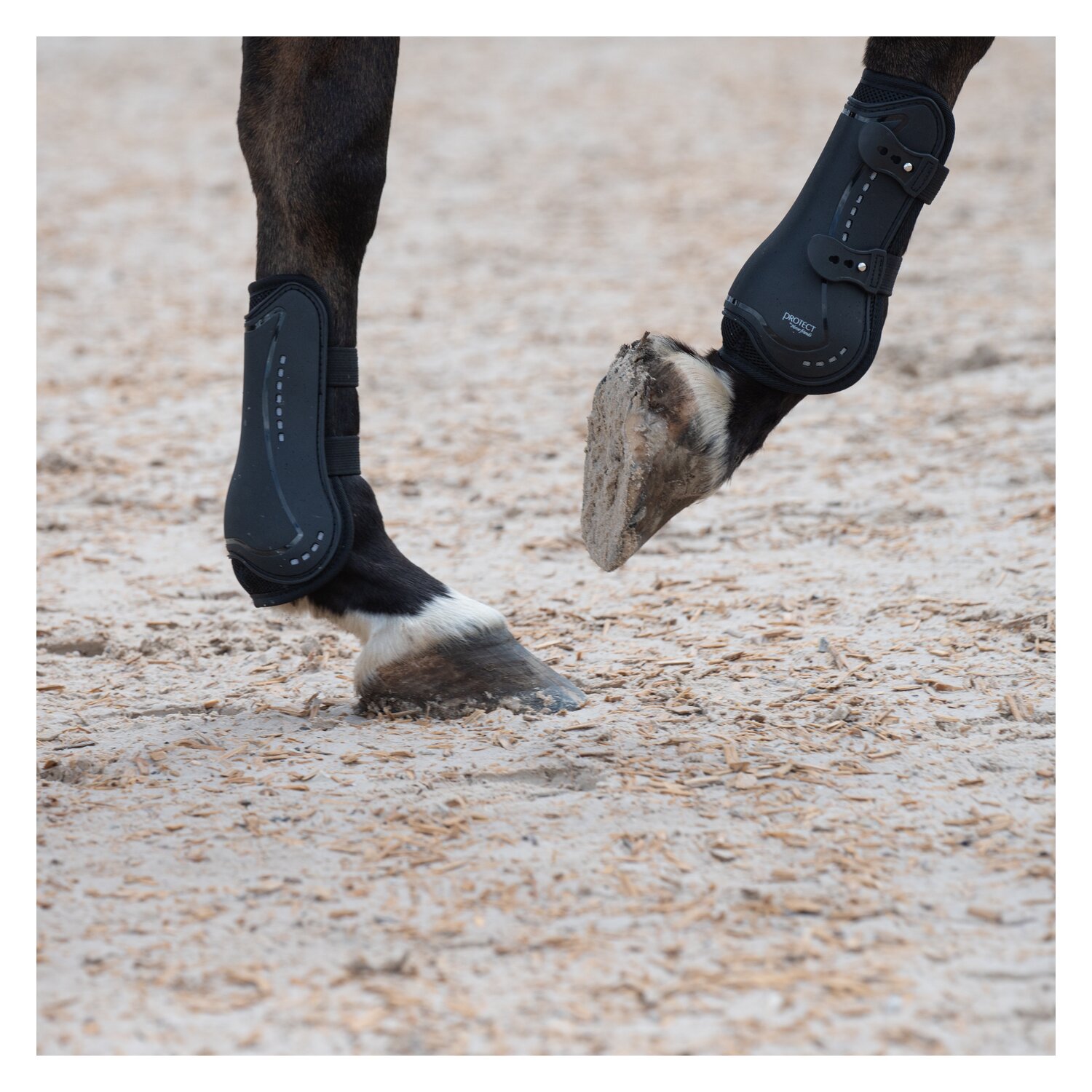PROTECT by Horse-friends Gamaschen Valencia, für die Vorderbeine – Ansicht 3