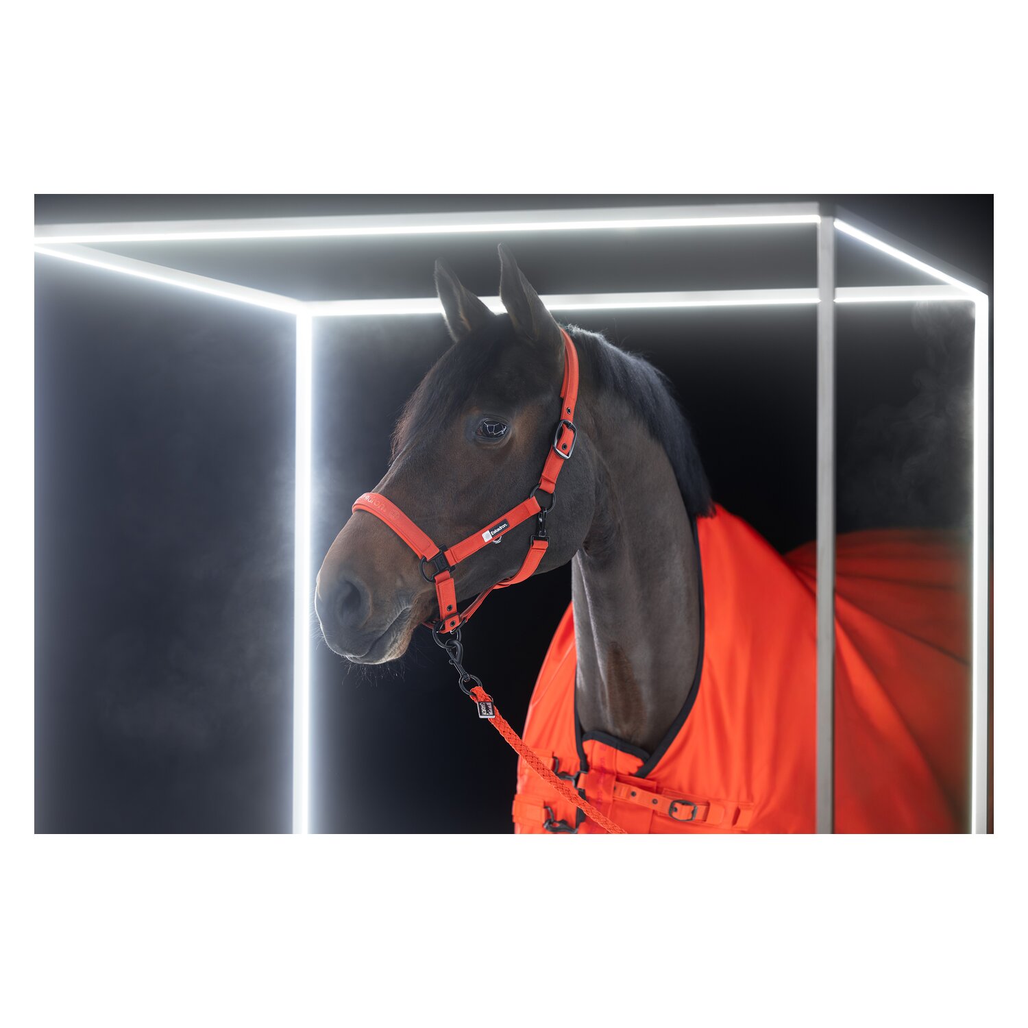 ESKADRON Dynamic Halfter Sparkle Double Pin – Ansicht 3