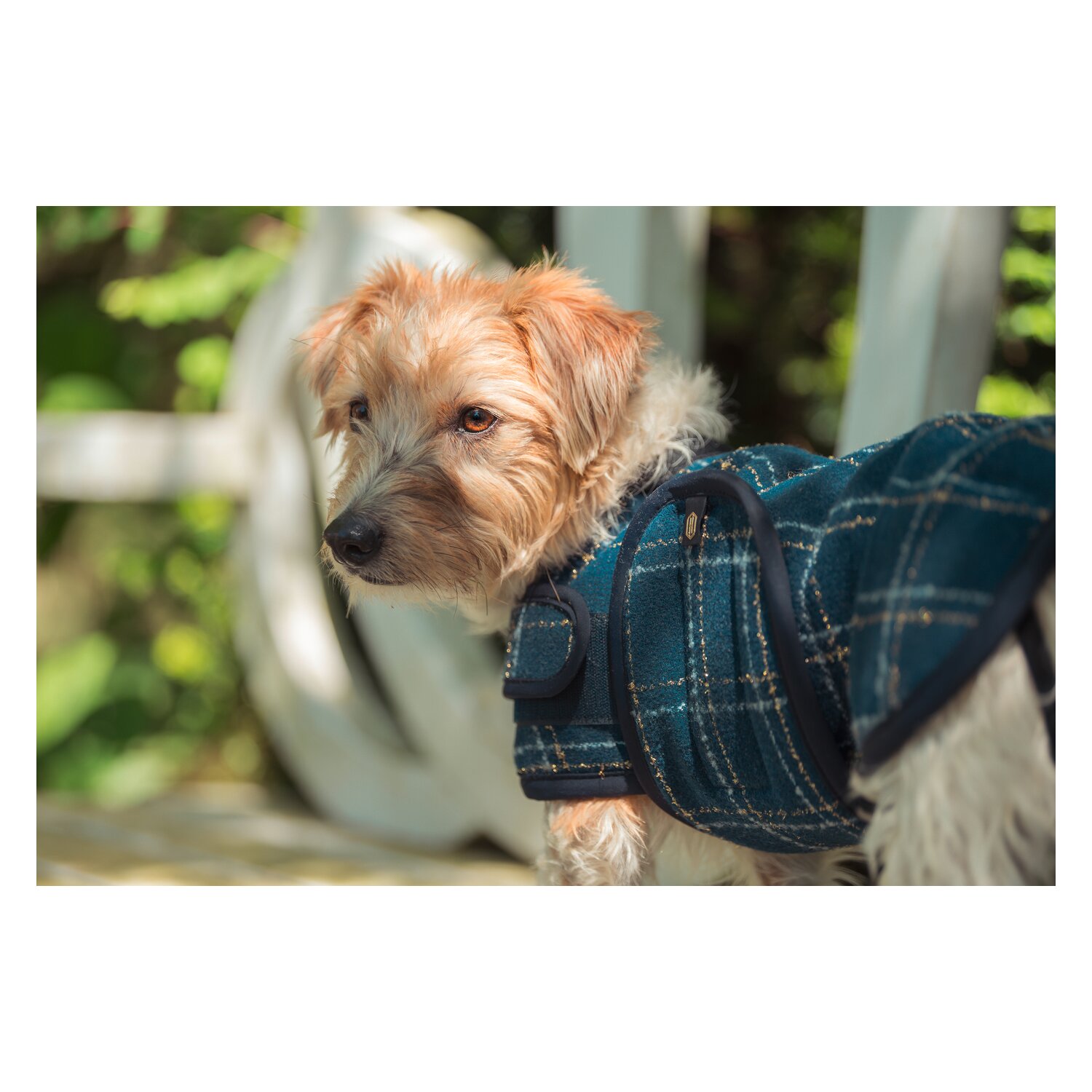 ESKADRON Heritage Hundemantel Bouclé – Ansicht 1