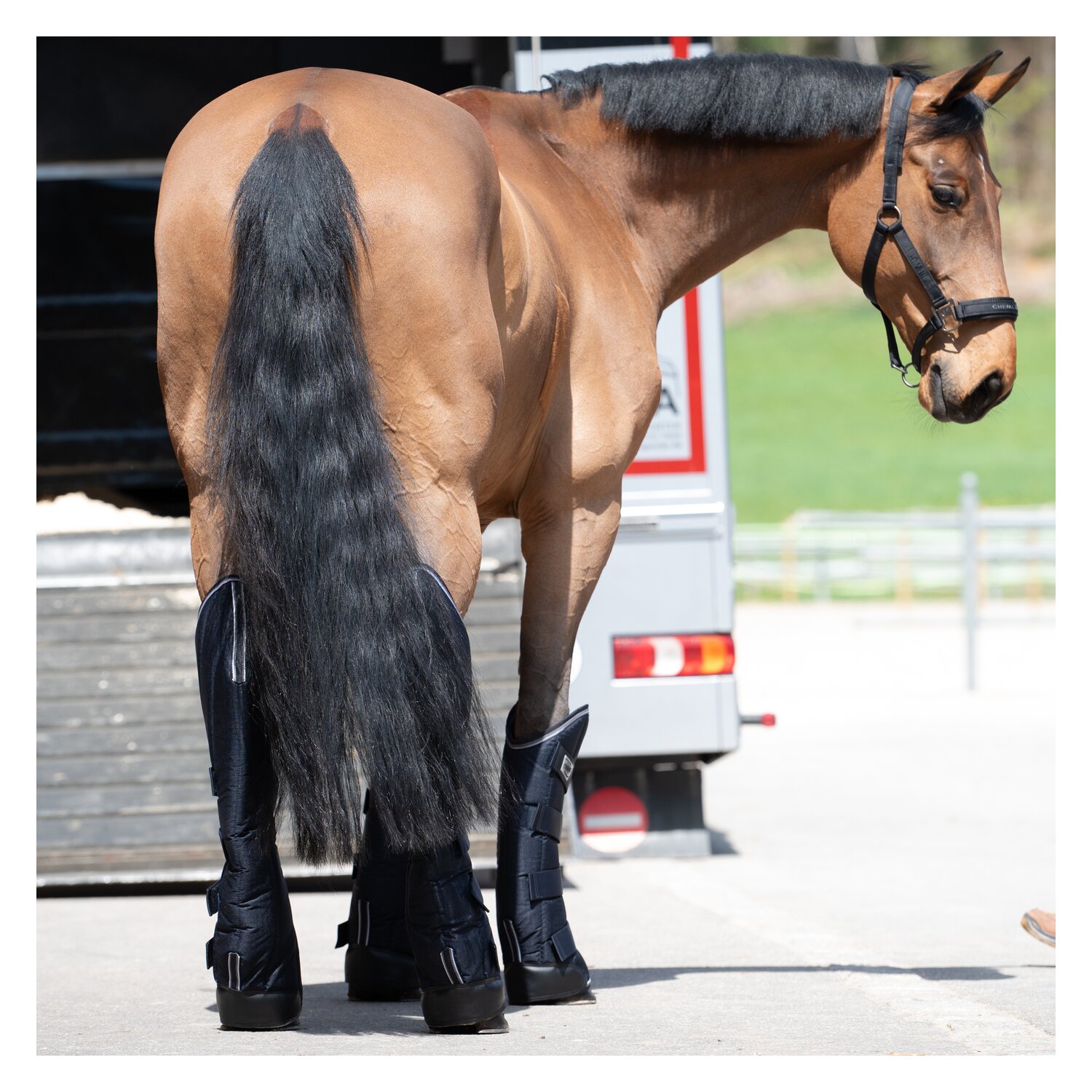PROTECT by Horse-Friends Transportgamaschen Premium – Ansicht 5