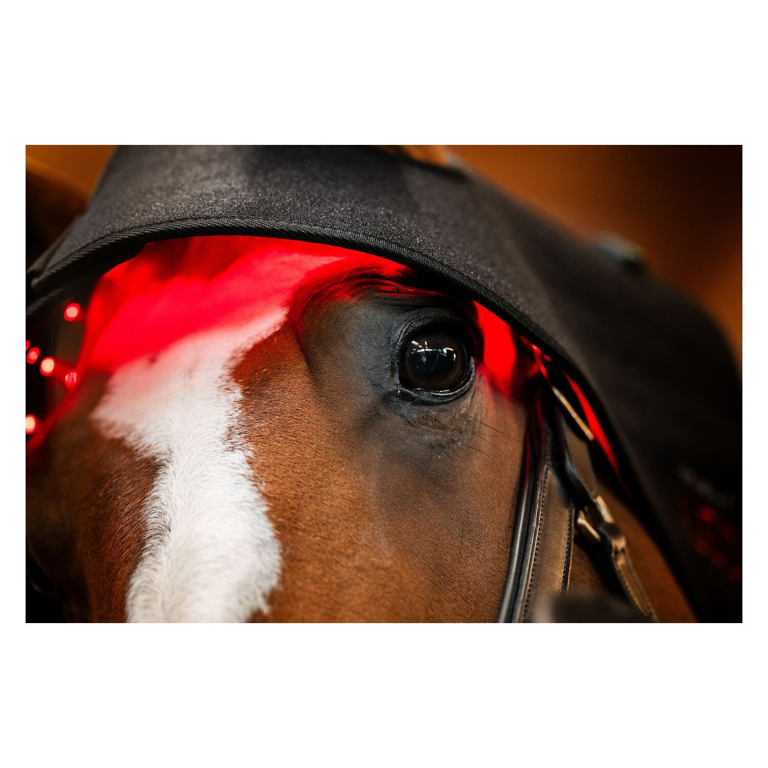 HORSEWARE Genickhaube LED Red Light Therapy – Ansicht 4