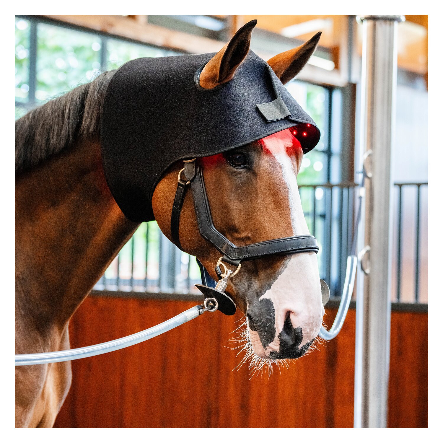 HORSEWARE Genickhaube LED Red Light Therapy – Ansicht 6