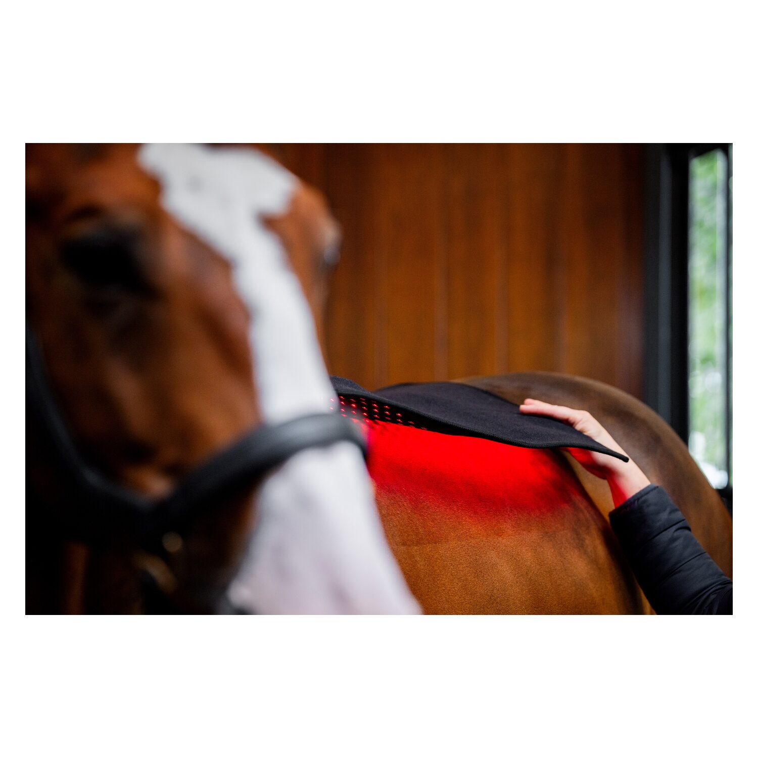 HORSEWARE Pad LED Red Light Therapy – Ansicht 5