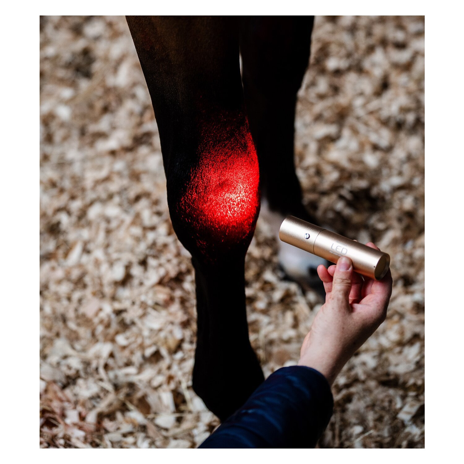 HORSEWARE Therapiestab LED Red Light Therapy – Ansicht 3