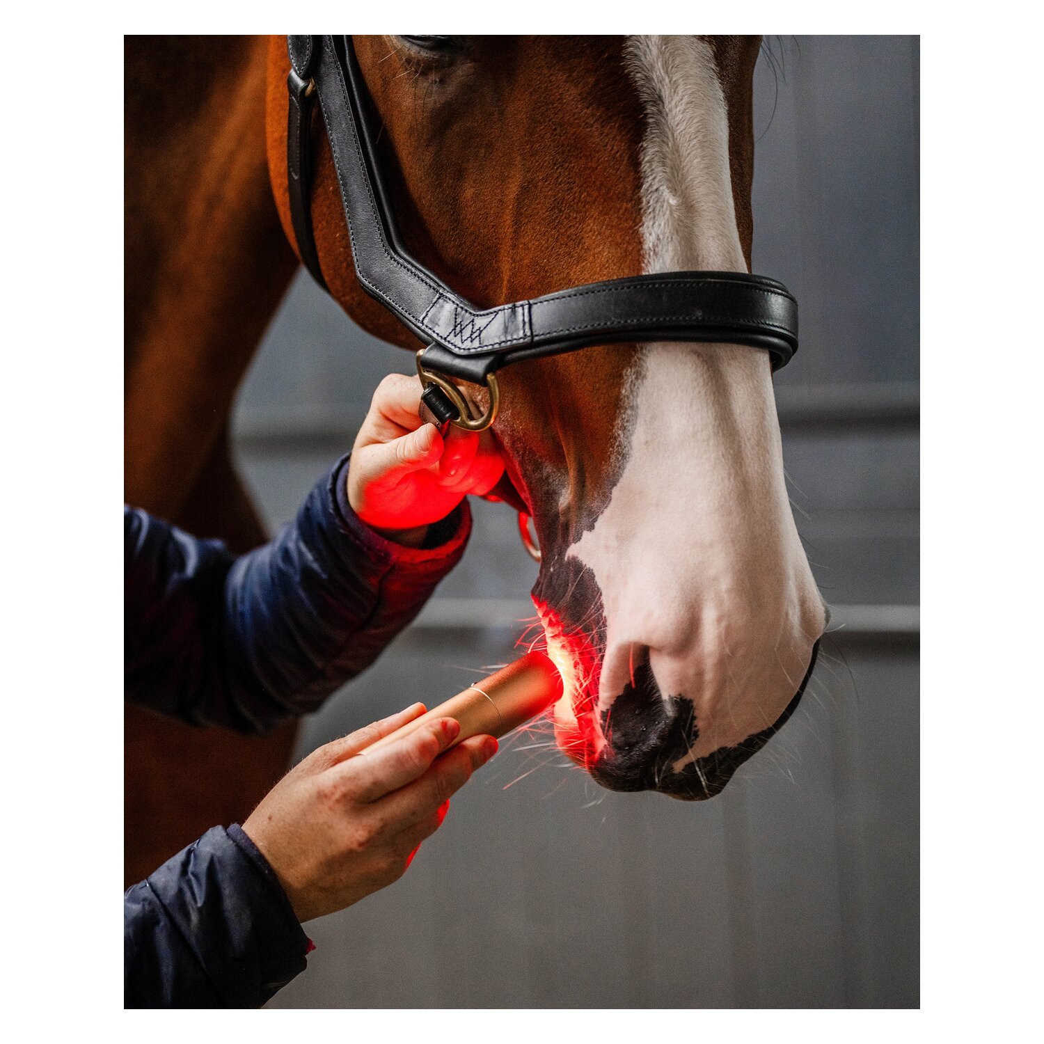 HORSEWARE Therapiestab LED Red Light Therapy – Ansicht 4