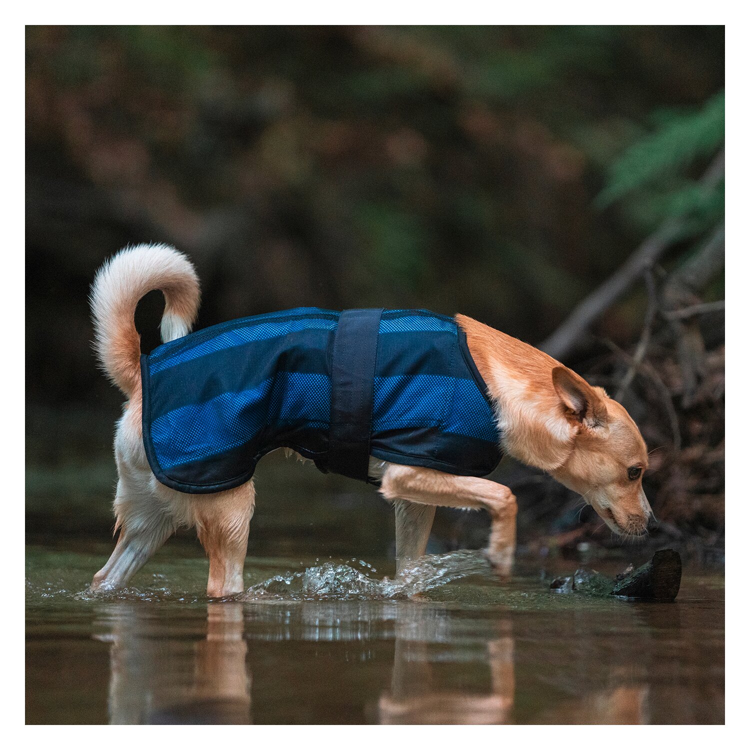 Cool on Track Cooling Dog Coat – Ansicht 2