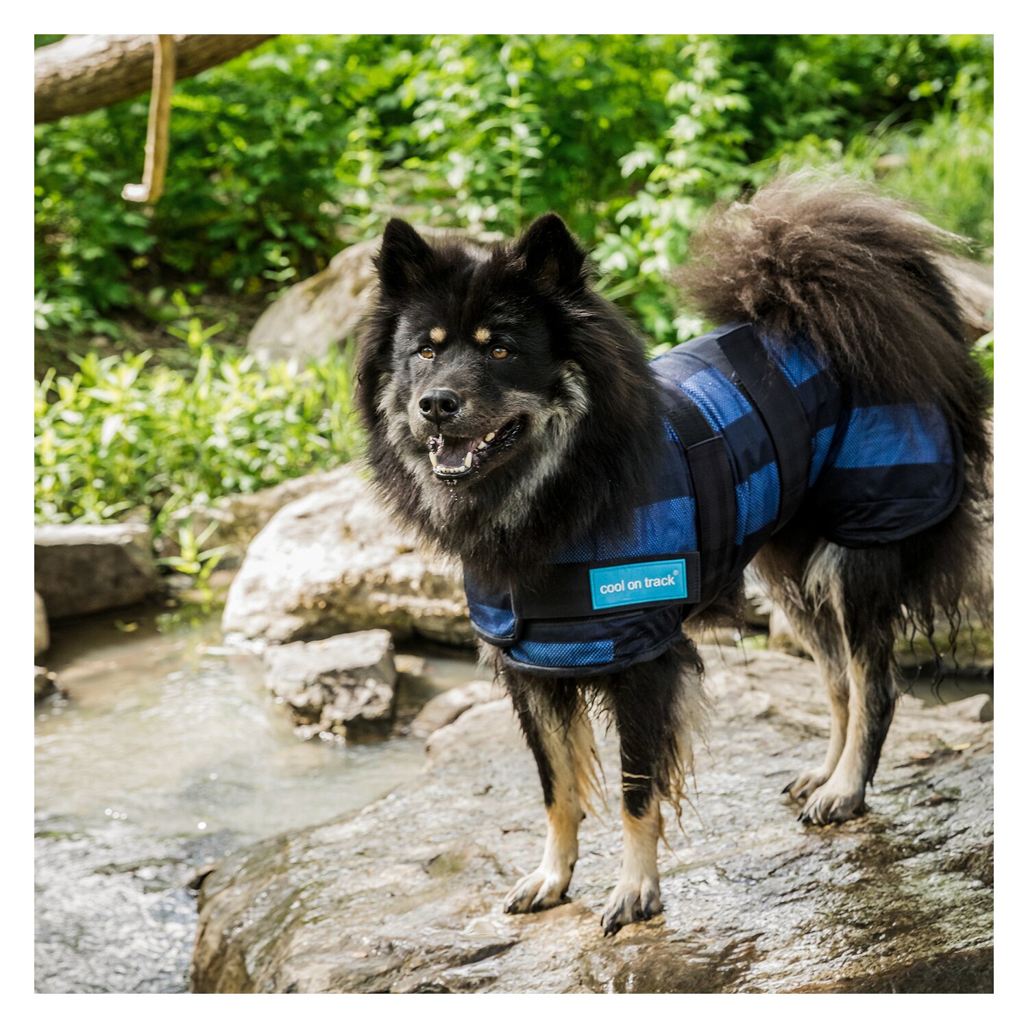 Cool on Track Cooling Dog Coat – Ansicht 3