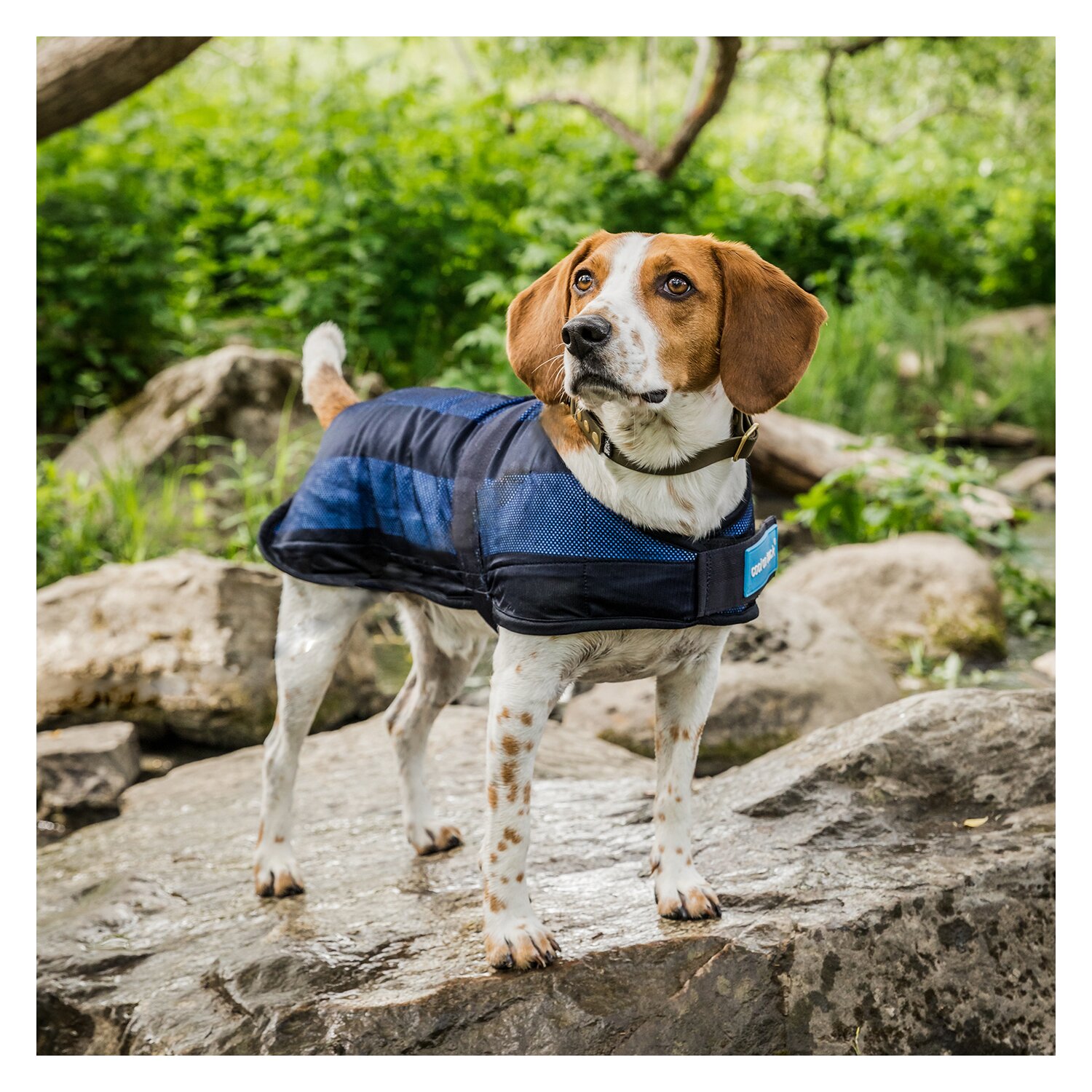 Cool on Track Cooling Dog Coat – Ansicht 4
