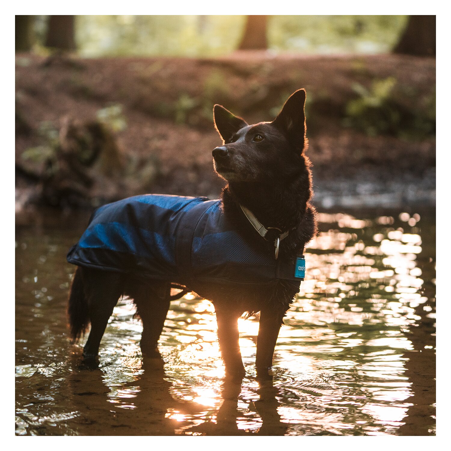 Cool on Track Cooling Dog Coat – Ansicht 5