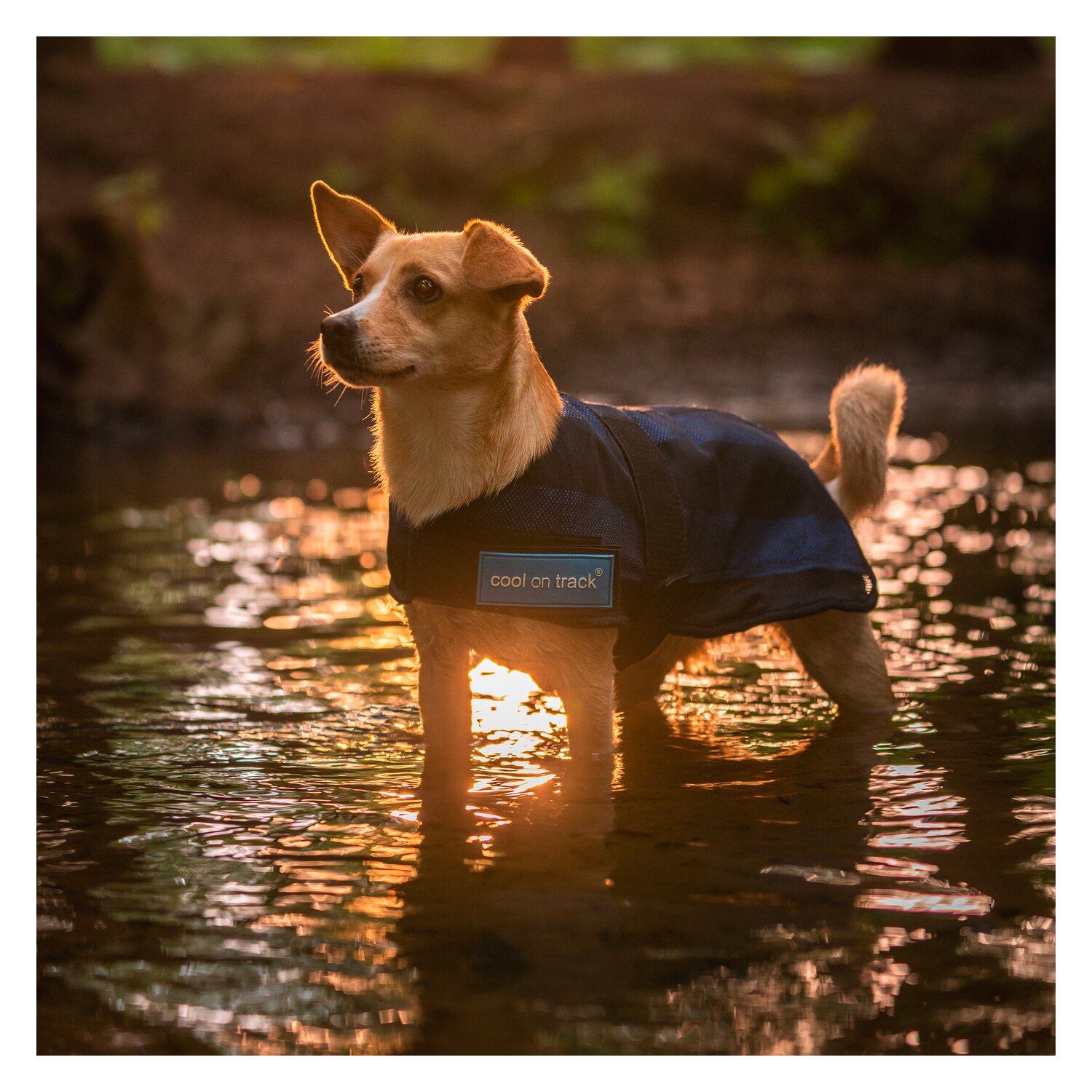 Cool on Track Cooling Dog Coat – Ansicht 6
