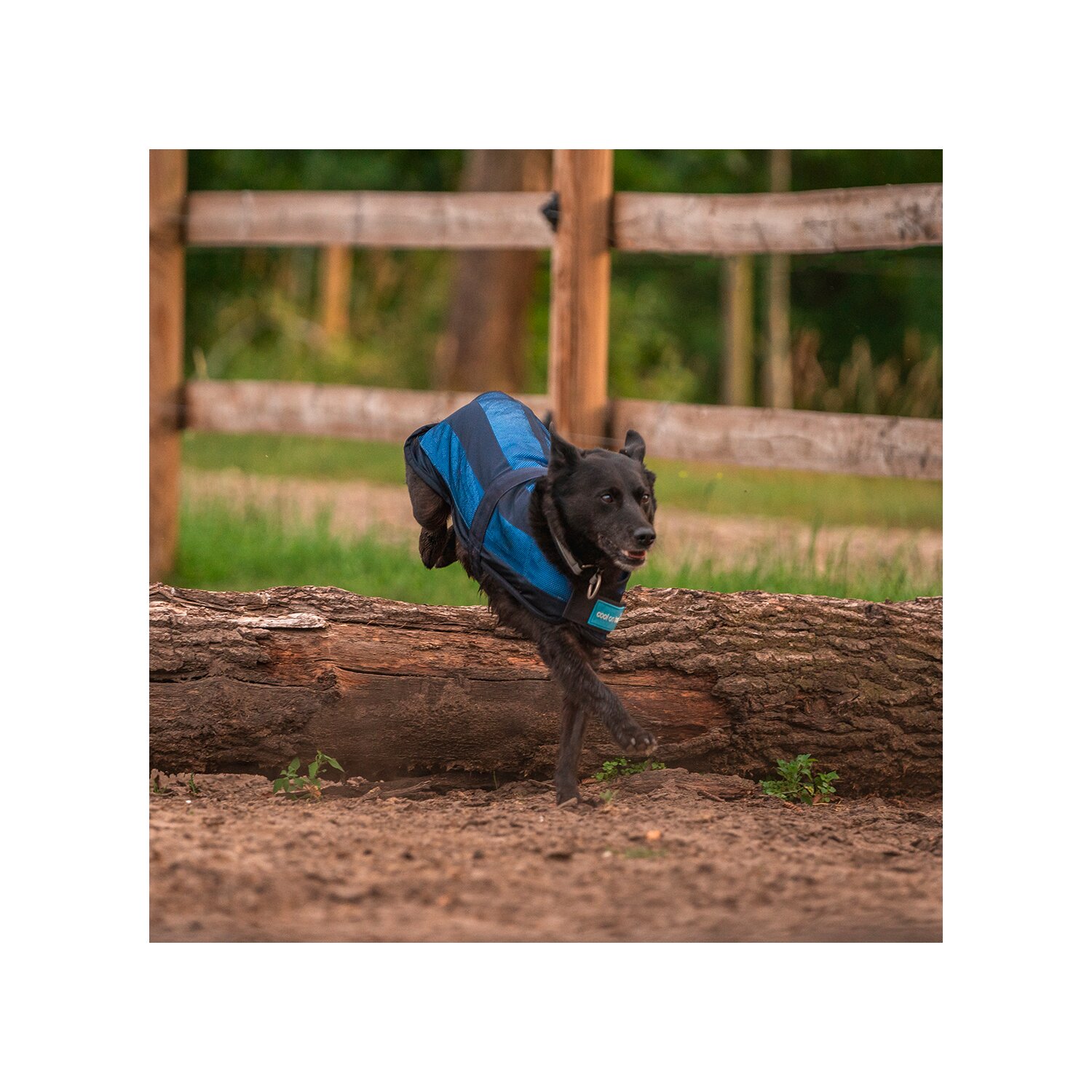 Cool on Track Cooling Dog Coat – Ansicht 7