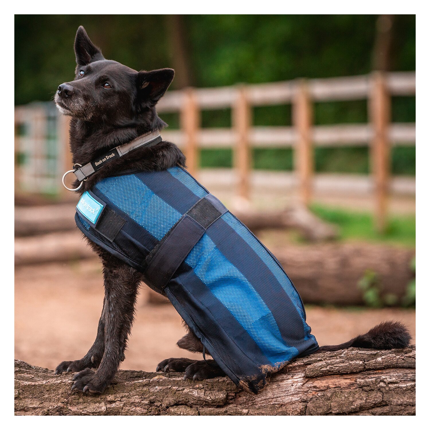 Cool on Track Cooling Dog Coat – Ansicht 1